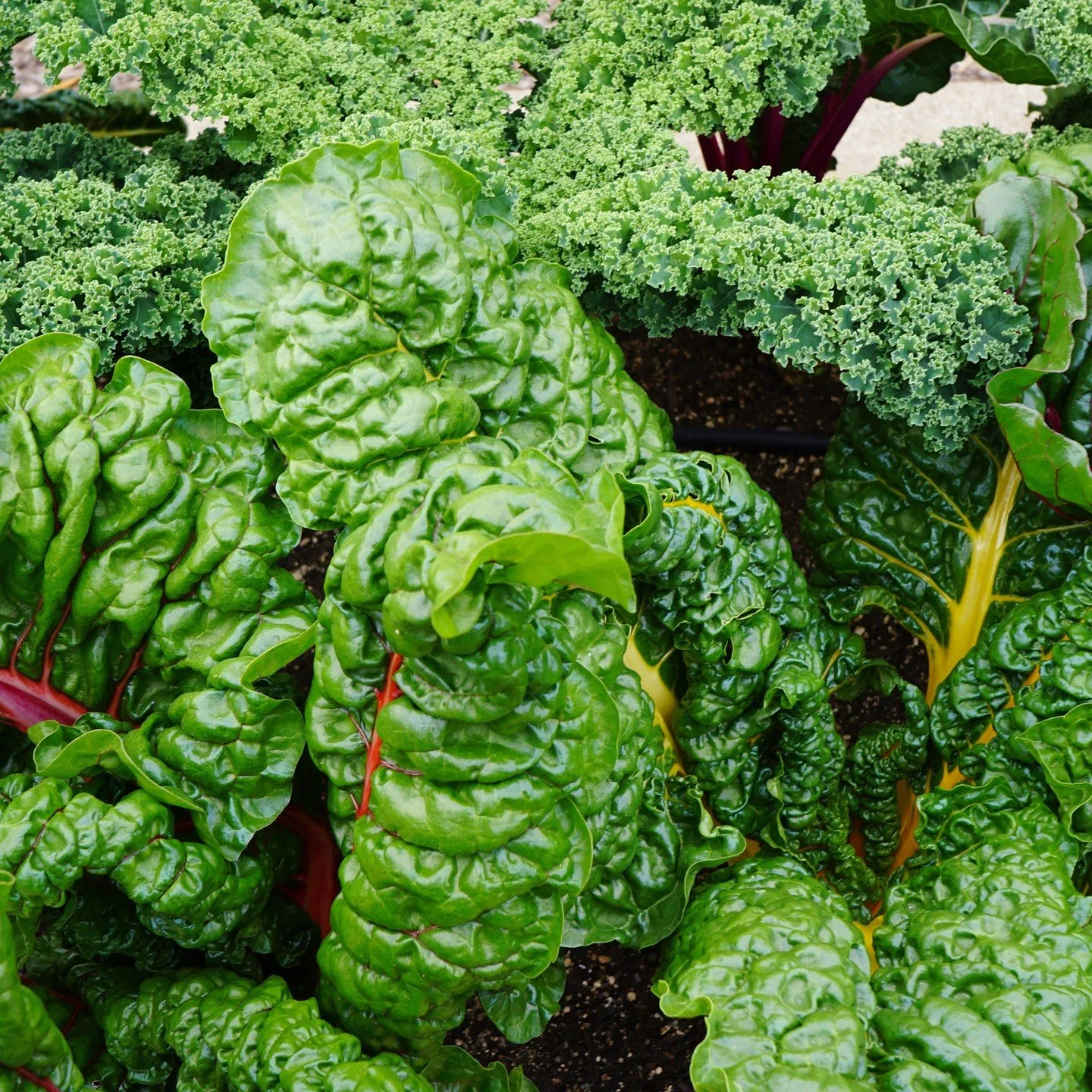 What are your favorite winter veggies to grow and eat?

#wintergarden #winterveggies #kalefractals #kale #bluecurledkale #chard #rainbowswisschard #harvest #growyourownfood #expandyourgarden #expandyourmind #smallspacegardening #smallscalefarming #or