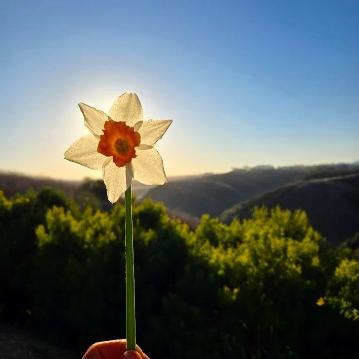 Spring Has Sprung!

.
.

#transitionseason #warmseason #summerishere #summercrops #springishere #coolseason #giantcabbage #urbanfarmers #farmerlife #urbanfarming #smallscalefarming #organicfarming #organicgardening #homegarden #ediblegarden #ediblela