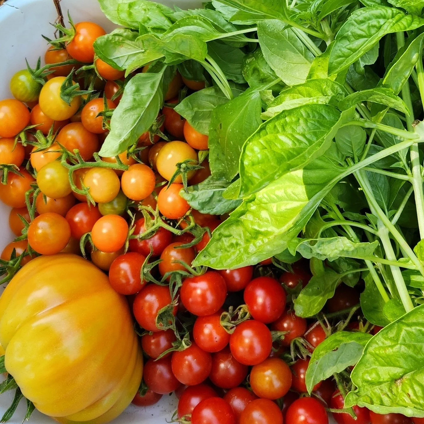 Just another mouth watering summer harvest!🤤
.
.
.
#organicheirloomtomatoes #growingheirloomtomatoes #backyardheirloomtomatoes #growyourowntomatoes #summerharvest #summergardenplot #summerveggieplot #ediblelandscaping #kitchengarden #homekitchengard