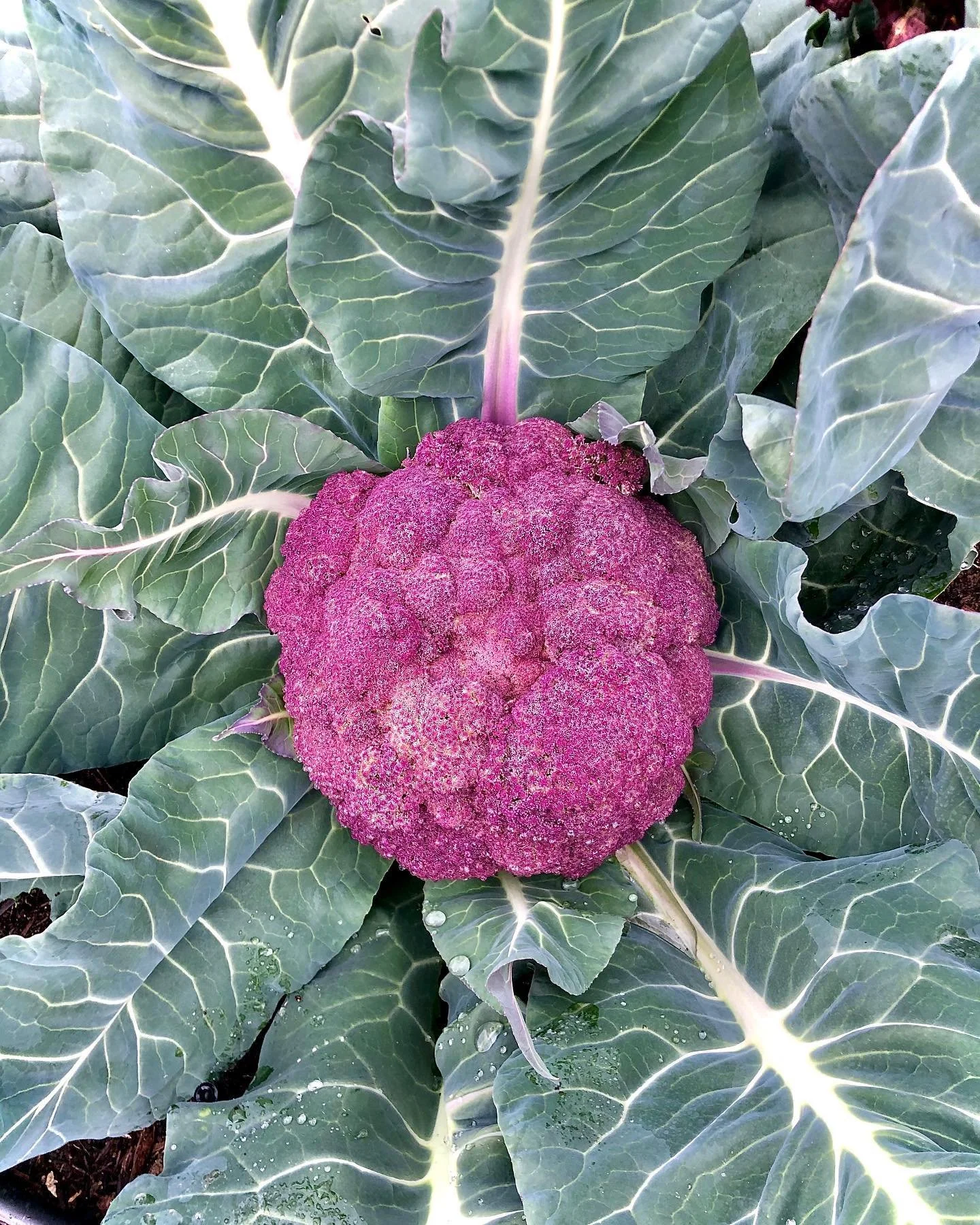 This week&rsquo;s heat wave has had us day dreaming of cooler weather and craving our favorite crisp, winter veggies 🌥❄️🥬

How are you managing to beat the heat and keep cool this summer? ☀️

#heatwave #summerishere  #itshotout #takeusback #winterg