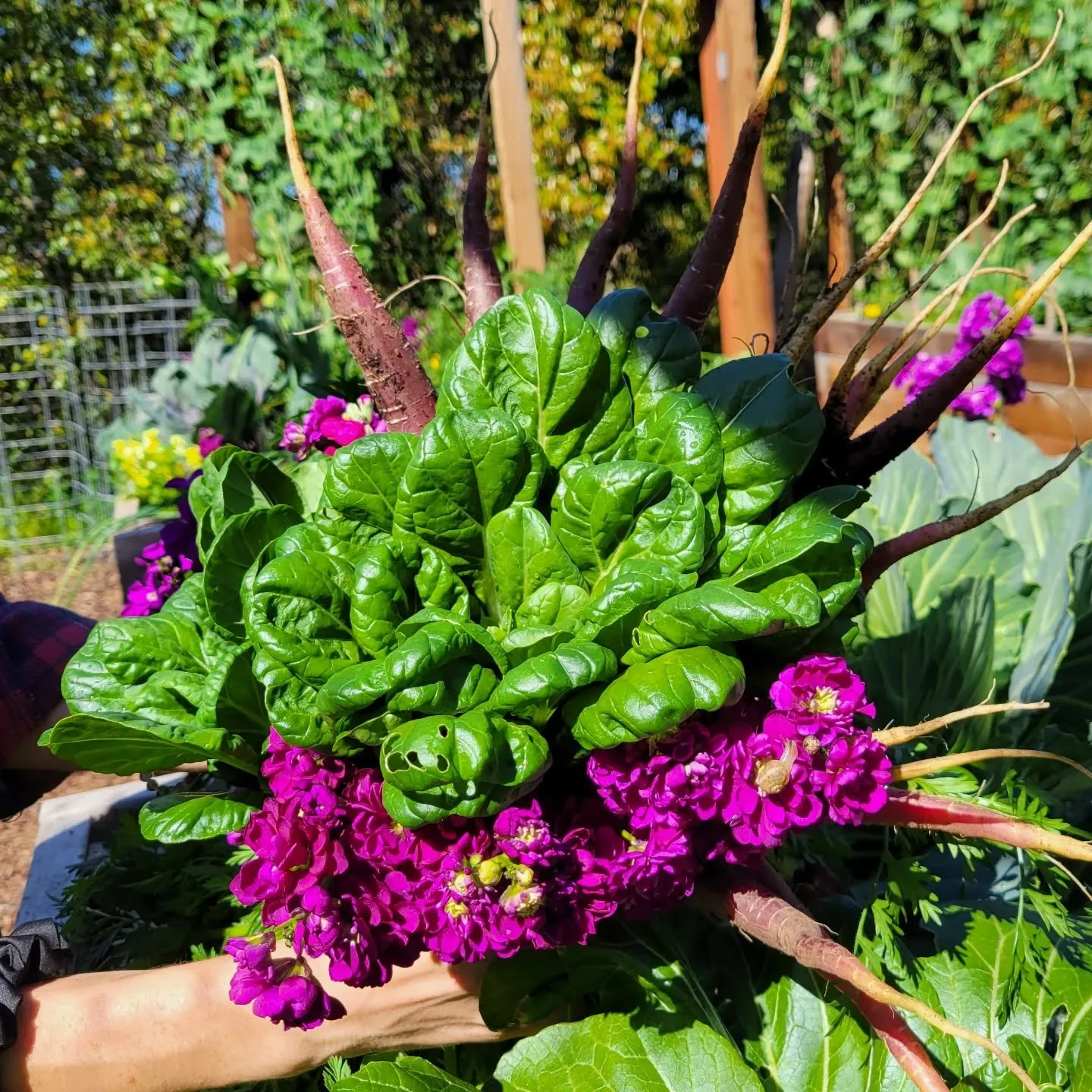 Winter may be coming to a close, but there's still time to enjoy the bounty of your winter garden!🌱😍 🌿 

If you're an avid gardener, you know that the transition from winter to spring can be a tricky time for your crops. But don't worry, Californi