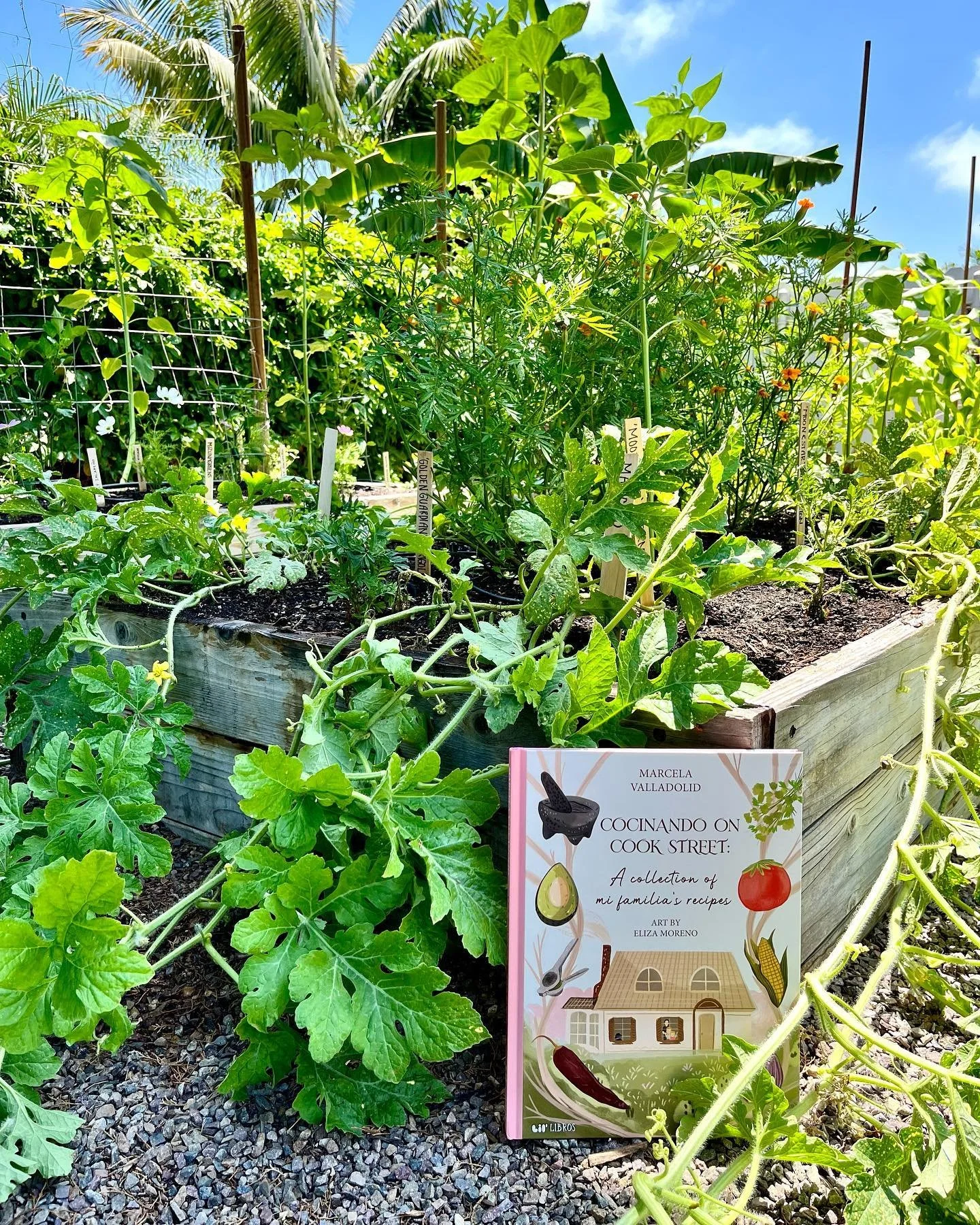 Our copy of @chefmarcela &lsquo;s book came in!🥳🎉🙌

Cocinando on Cook Street is out now and we can&rsquo;t wait to share it with the food loving kiddos in our lives. Get your copy today and see if you can spot the garden among the beautiful artwor
