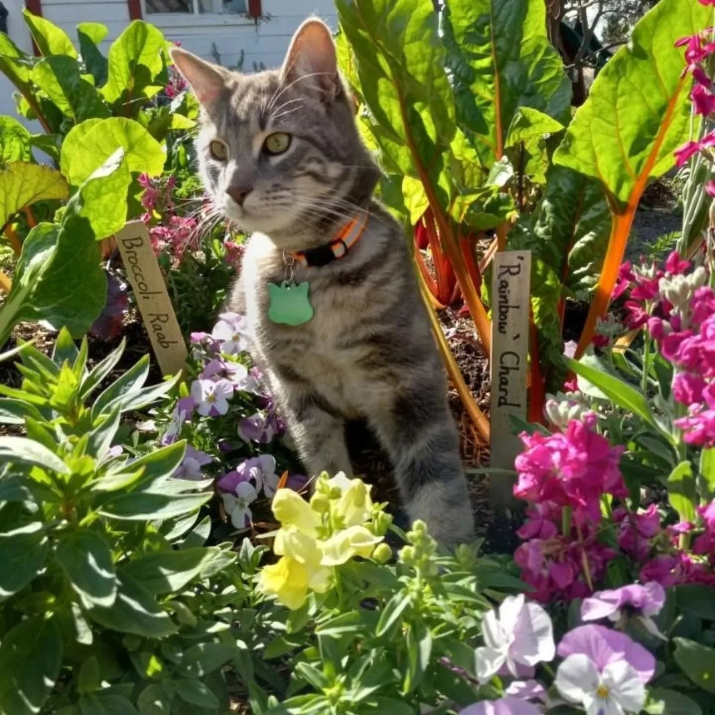 Marcello and June are ready for Spring gardens, are you? 

#spring #organic #urbanfarming #earth #pets #harvest