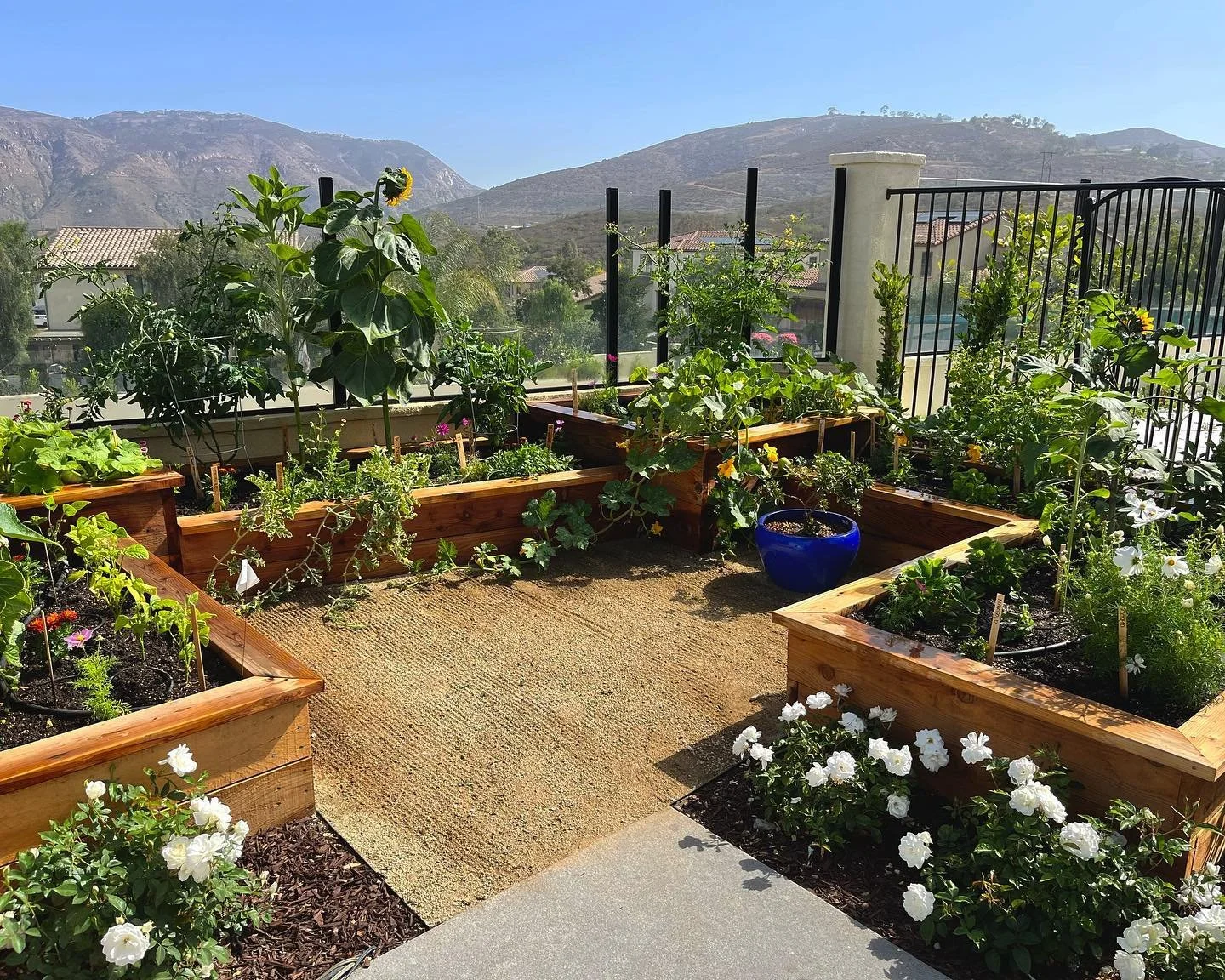 Check out this gorgeous tiered keyhole garden😍 

A great reminder that a ton of space isn&rsquo;t needed to grow a ton of food! Home gardening for the win🙌🏽

#homegarden #keyholegarden #tieredgarden #raisedbeds #smallspacegardening #organicgardeni