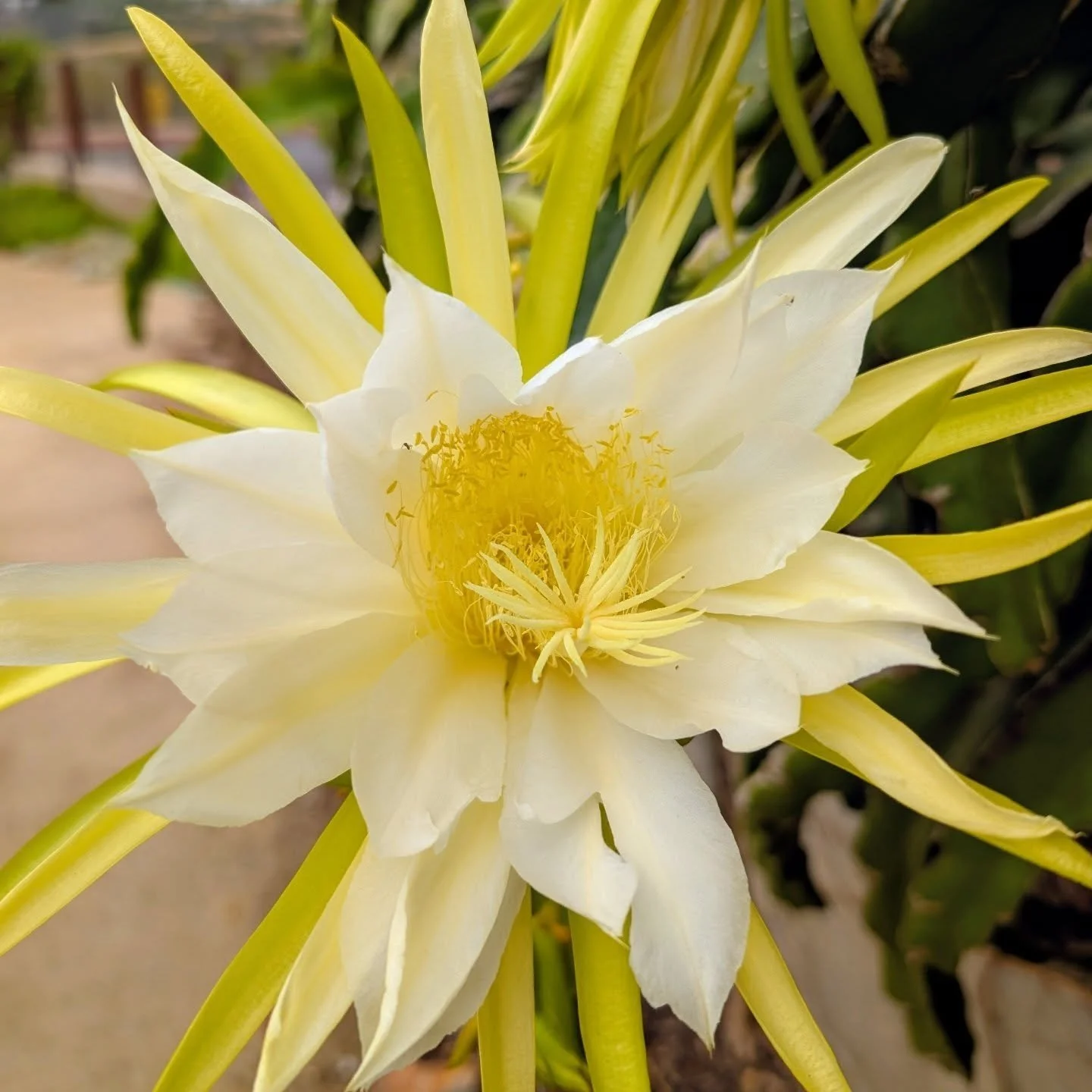 Ok plant people... 🌸🌼 Any guesses what this flower is?

We'd also love to hear your favorite fun fact about this plant!

#gardening101 #ediblegarden #organicgardening #cafarmandgarden