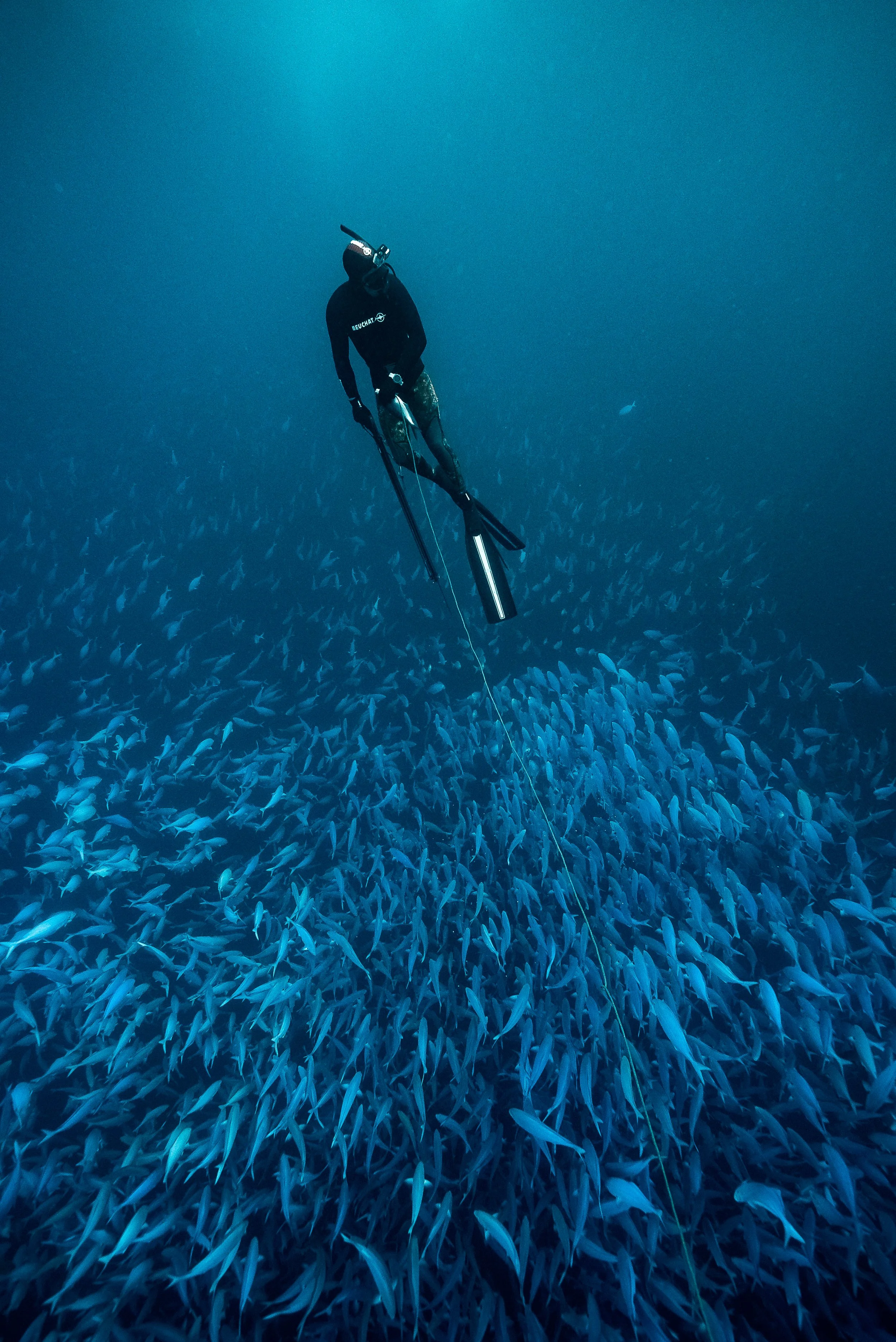 Freediver surrounded by schooling fish during ocean safari in New Zealand