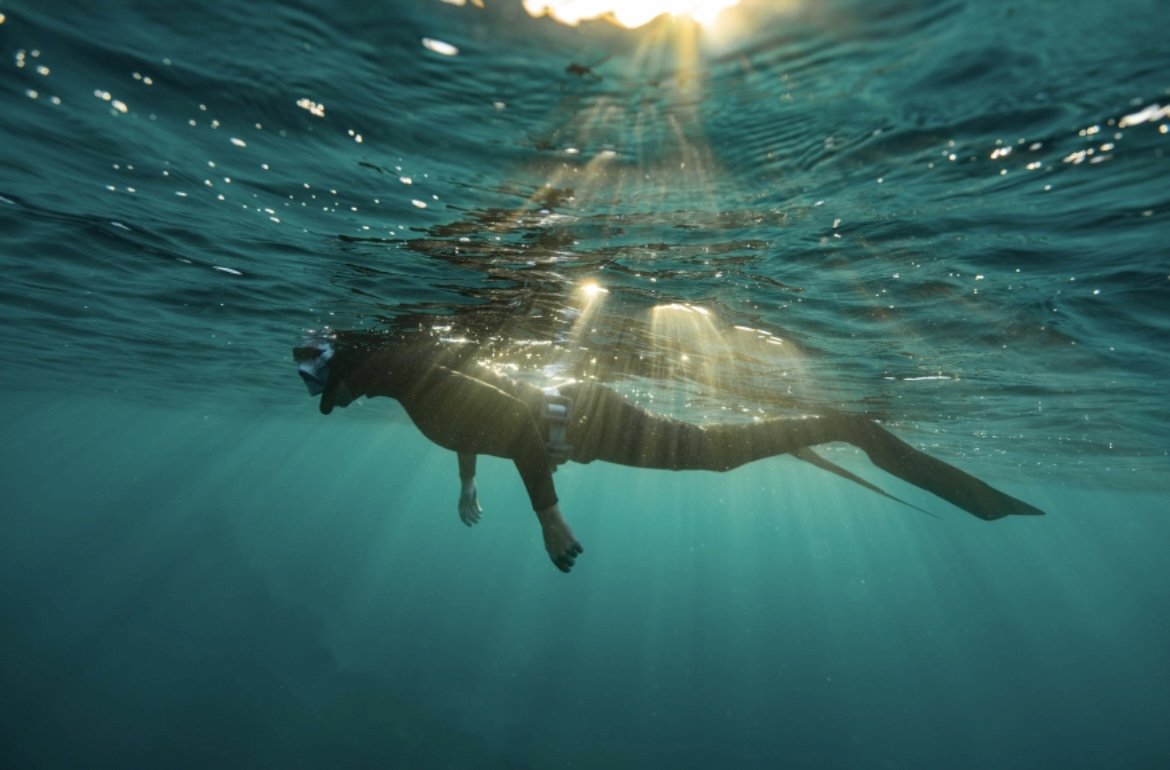 Freediver exploring underwater reef in the Coromandel, New Zealand