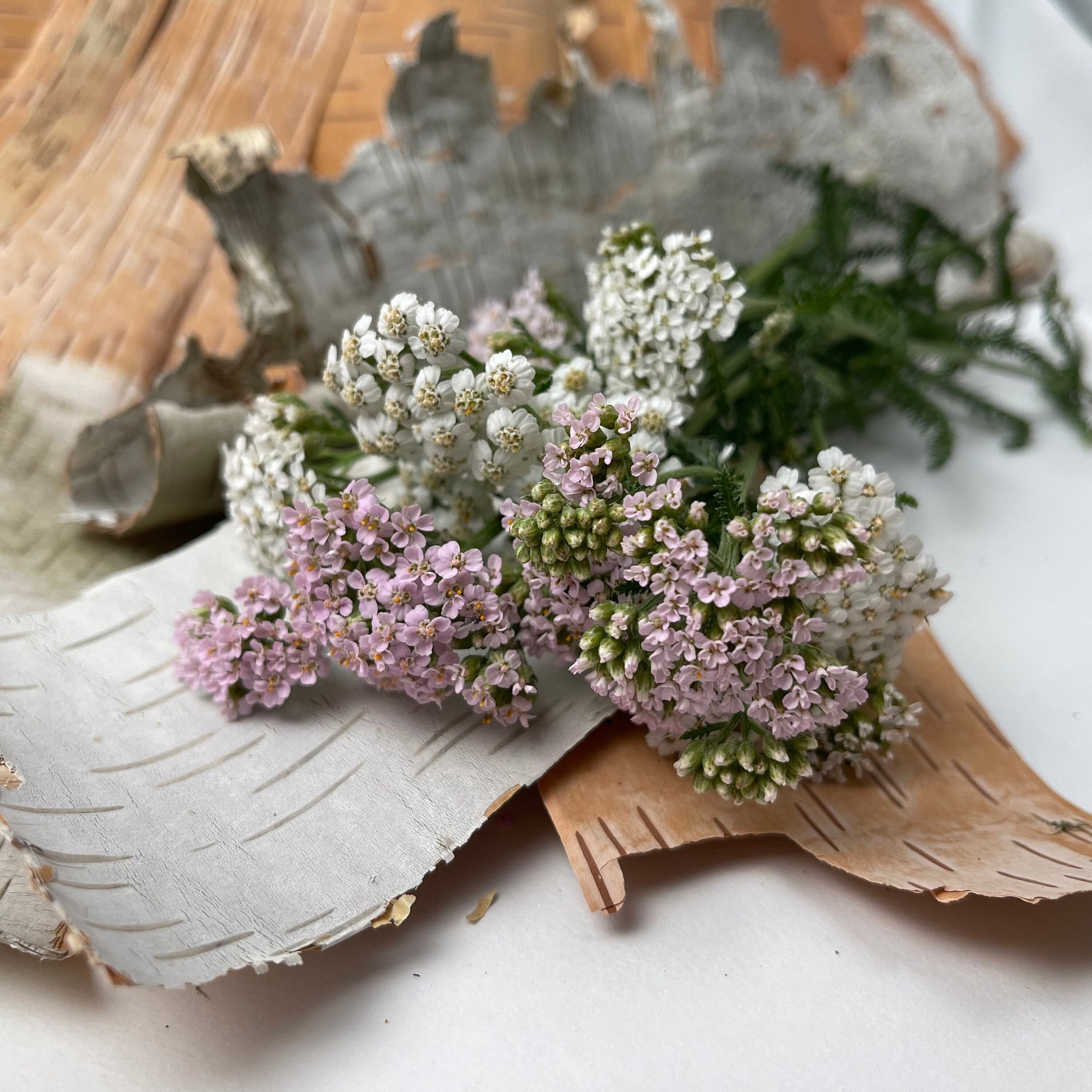 https://i.etsystatic.com/21665703/r/il/3cdbd1/3170403428/il_fullxfull.3170403428_r7ea.jpg