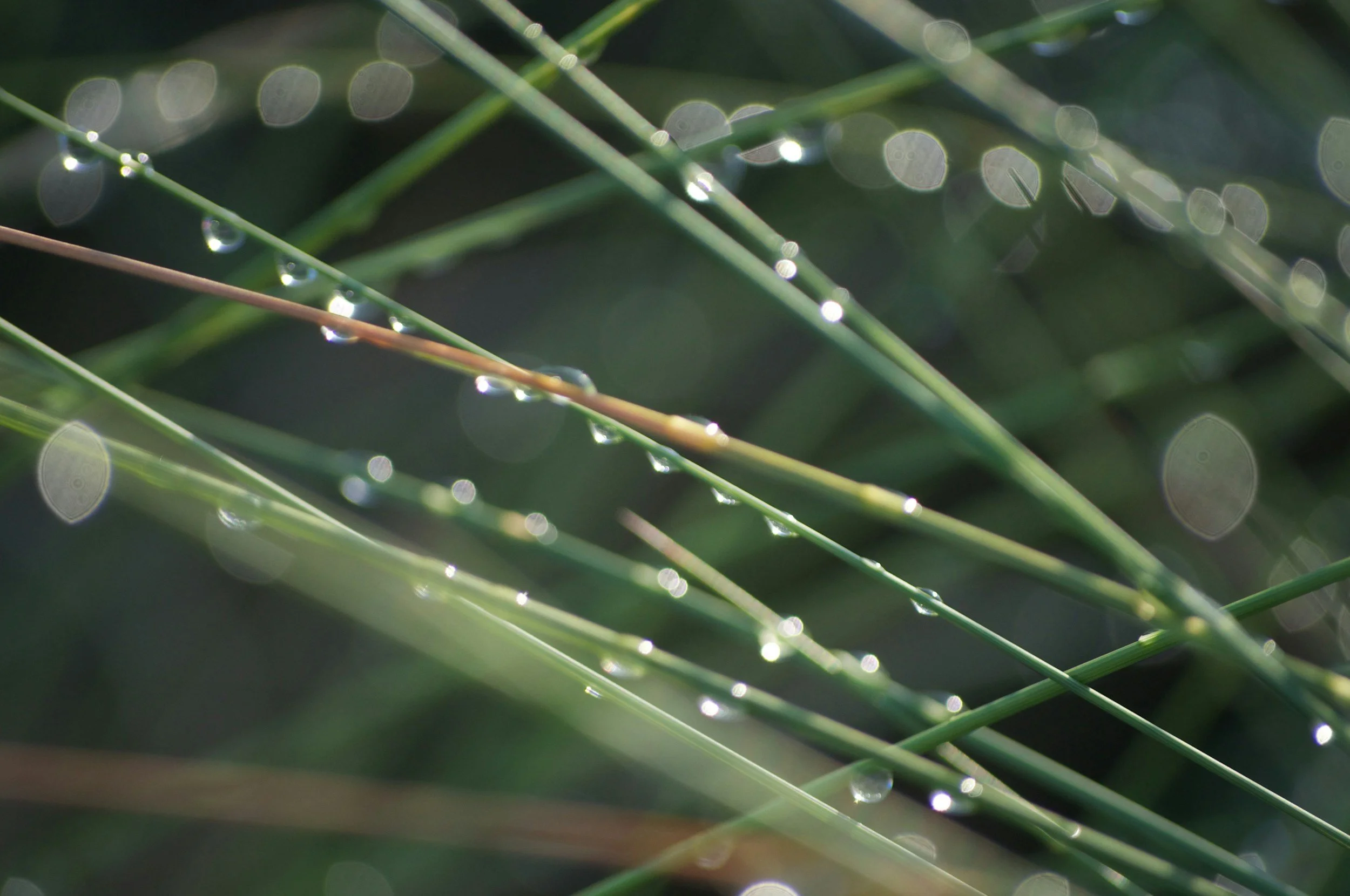 dewdrops on blades of grass