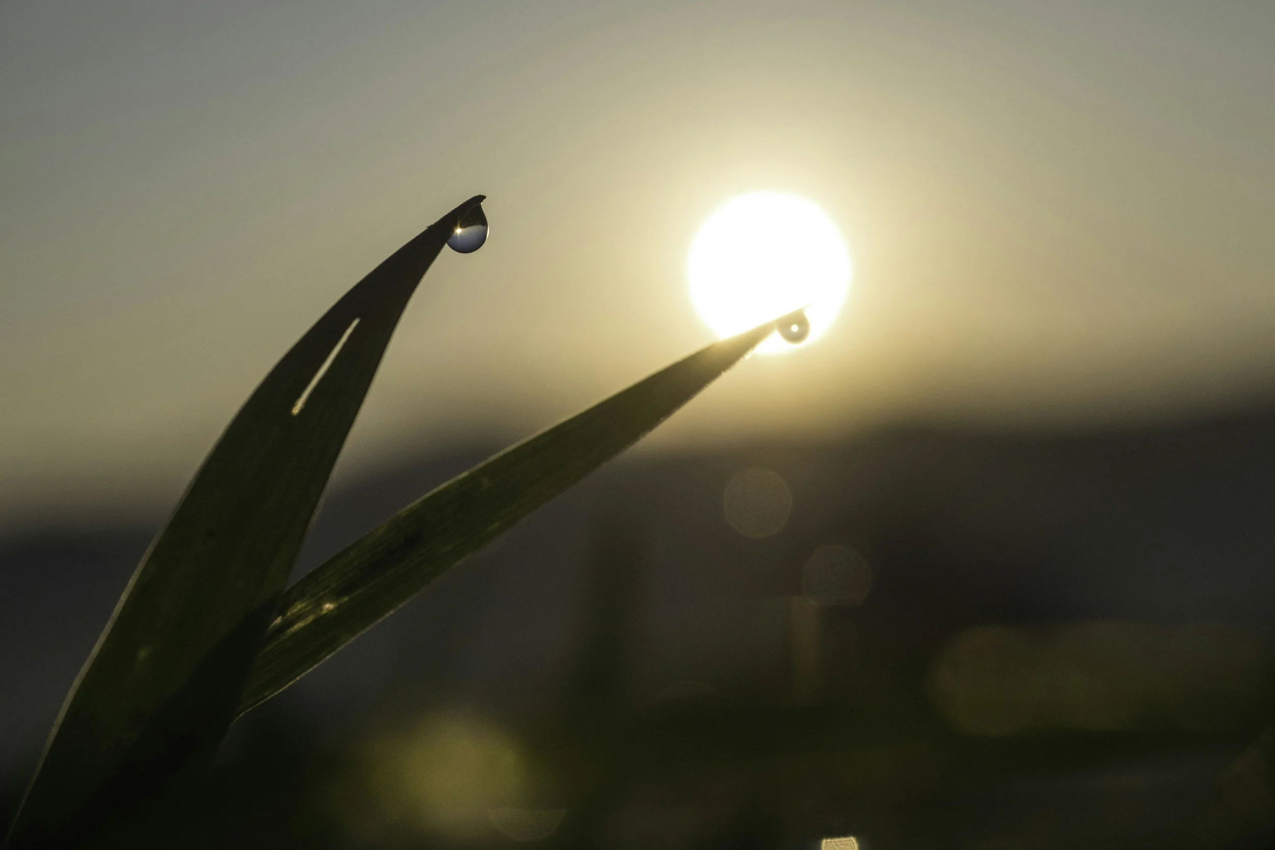 sunset silhouetting dewdrop leaves