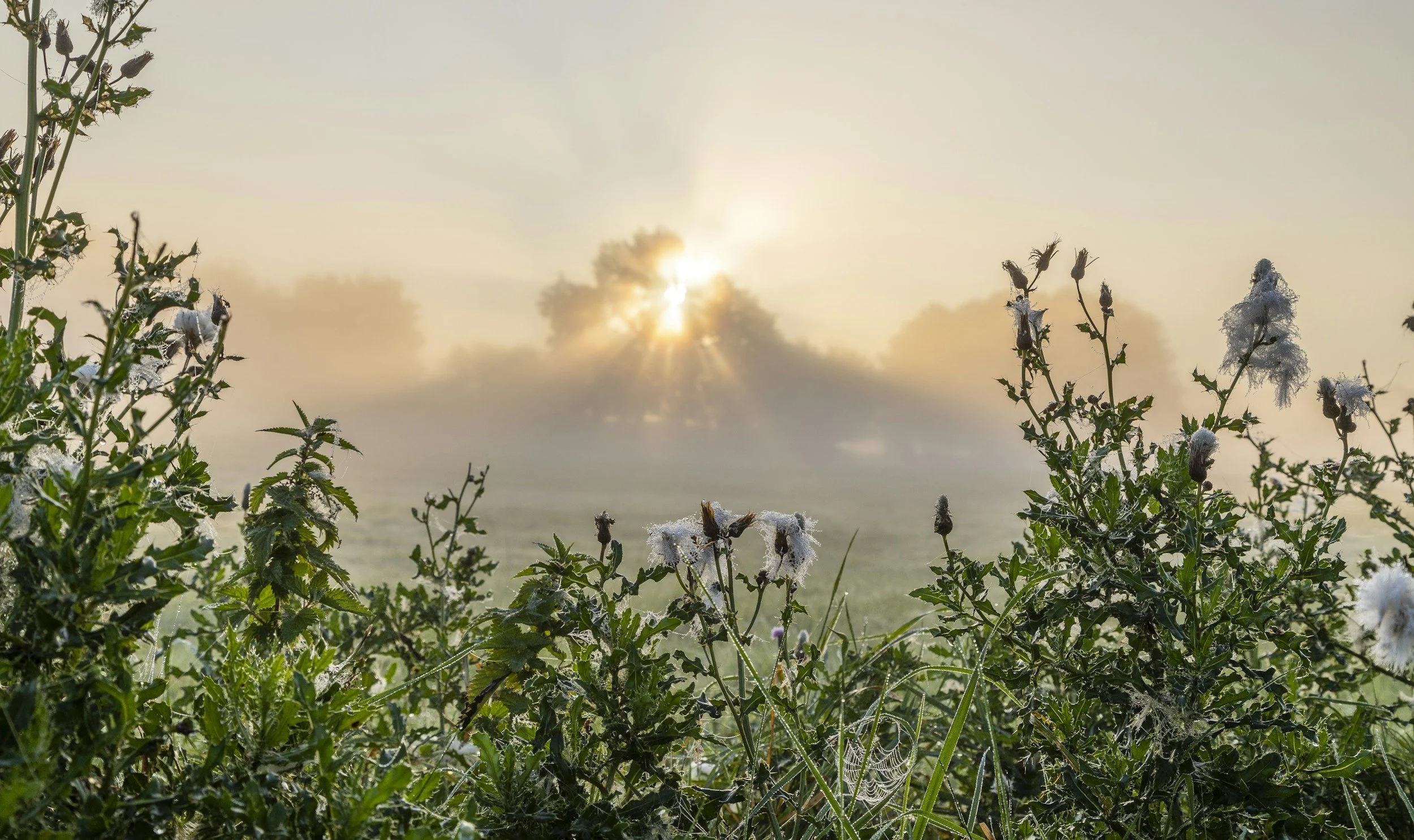 dawn sunrise dew-filled meadow