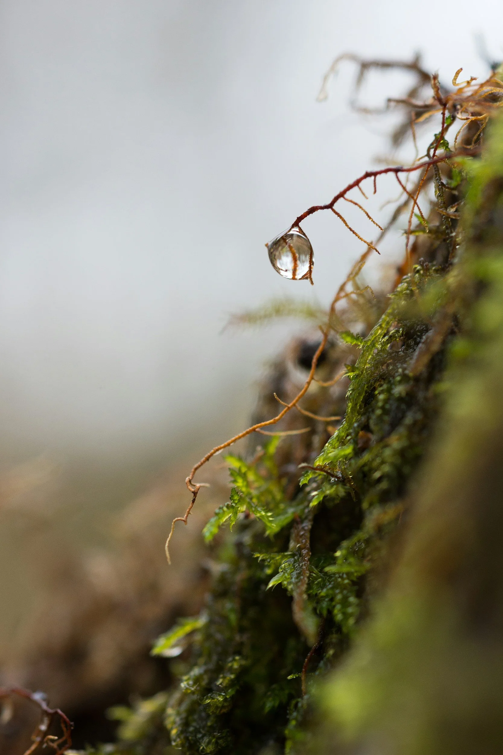 moss with dewdrops