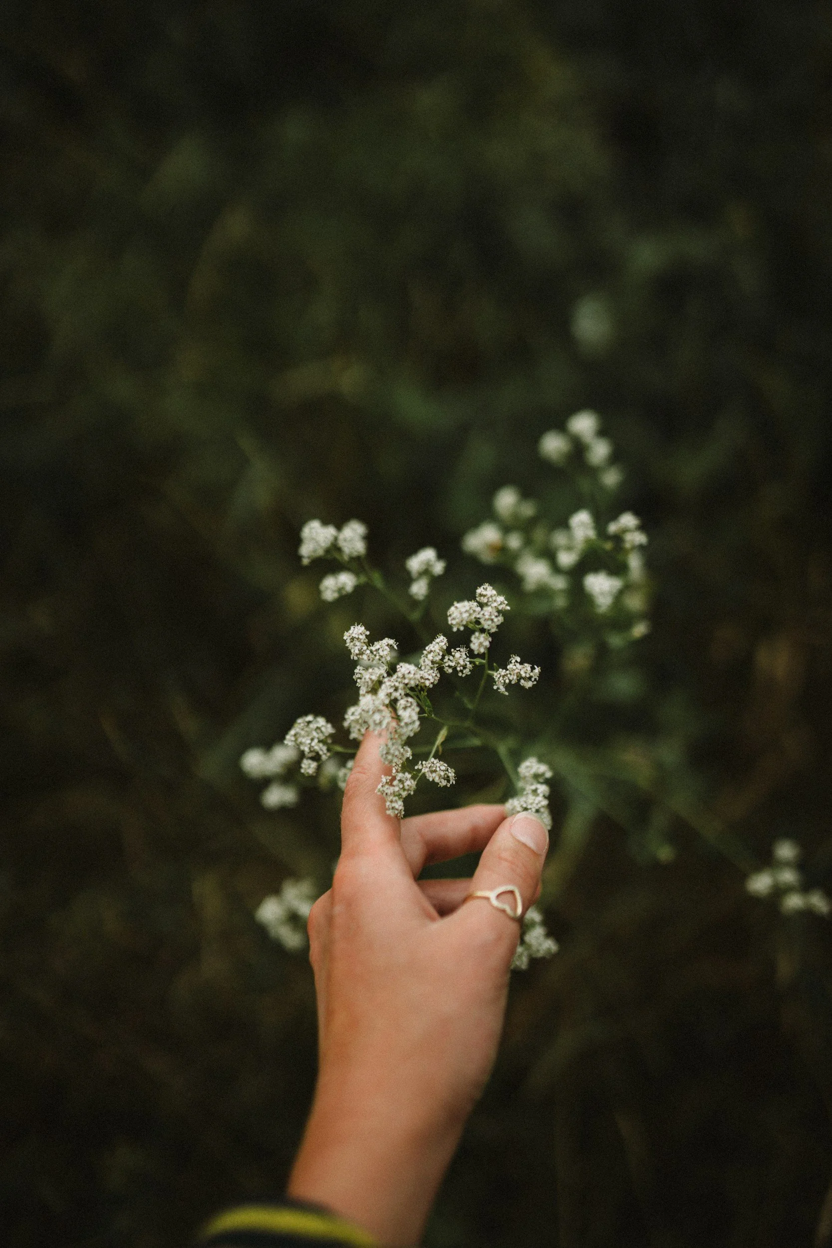 hand reaching toward frond of white flowers