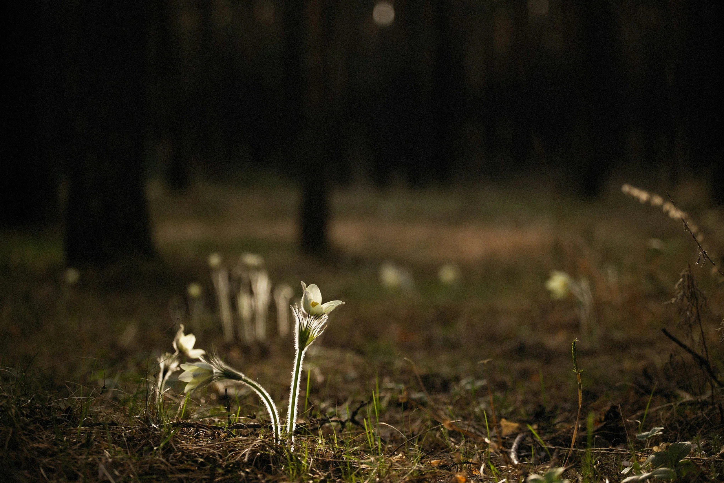 white flowers emerging from the forest floor