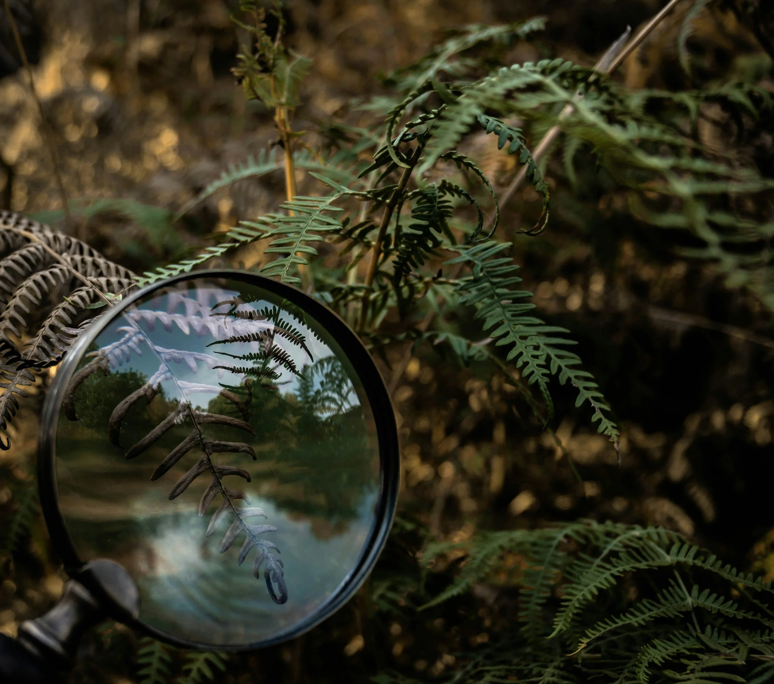 forest ferns and magnifying glass