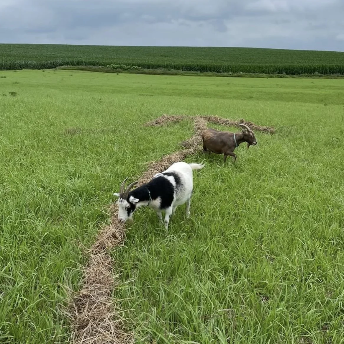 Goats in pasture eating hay arrow.