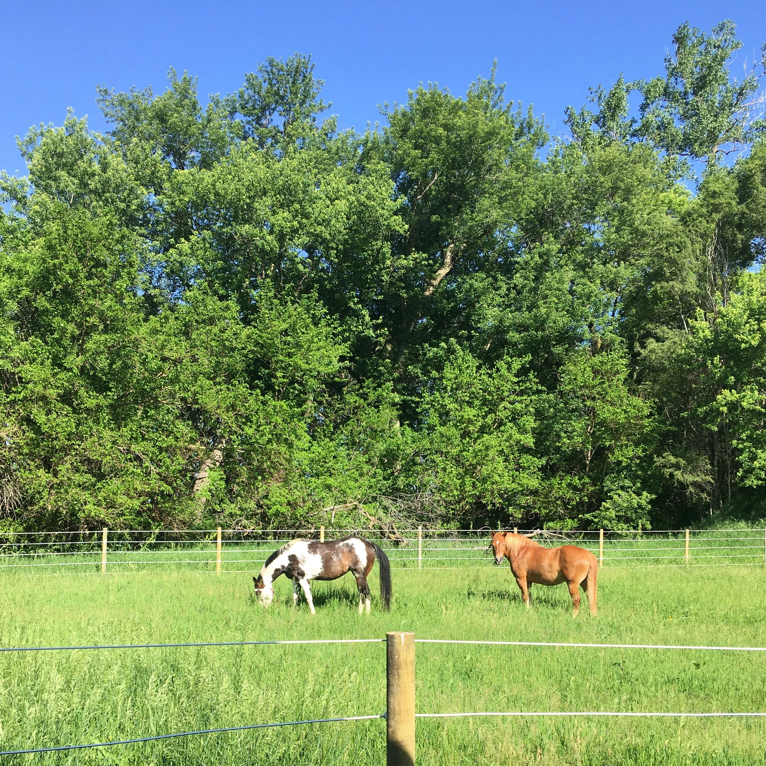 Two horses in a pasture.