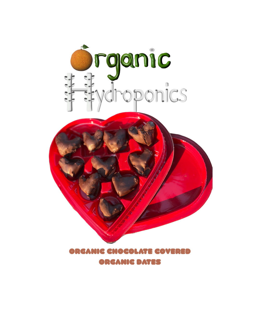 Organic Chocolate covered Organic Dates