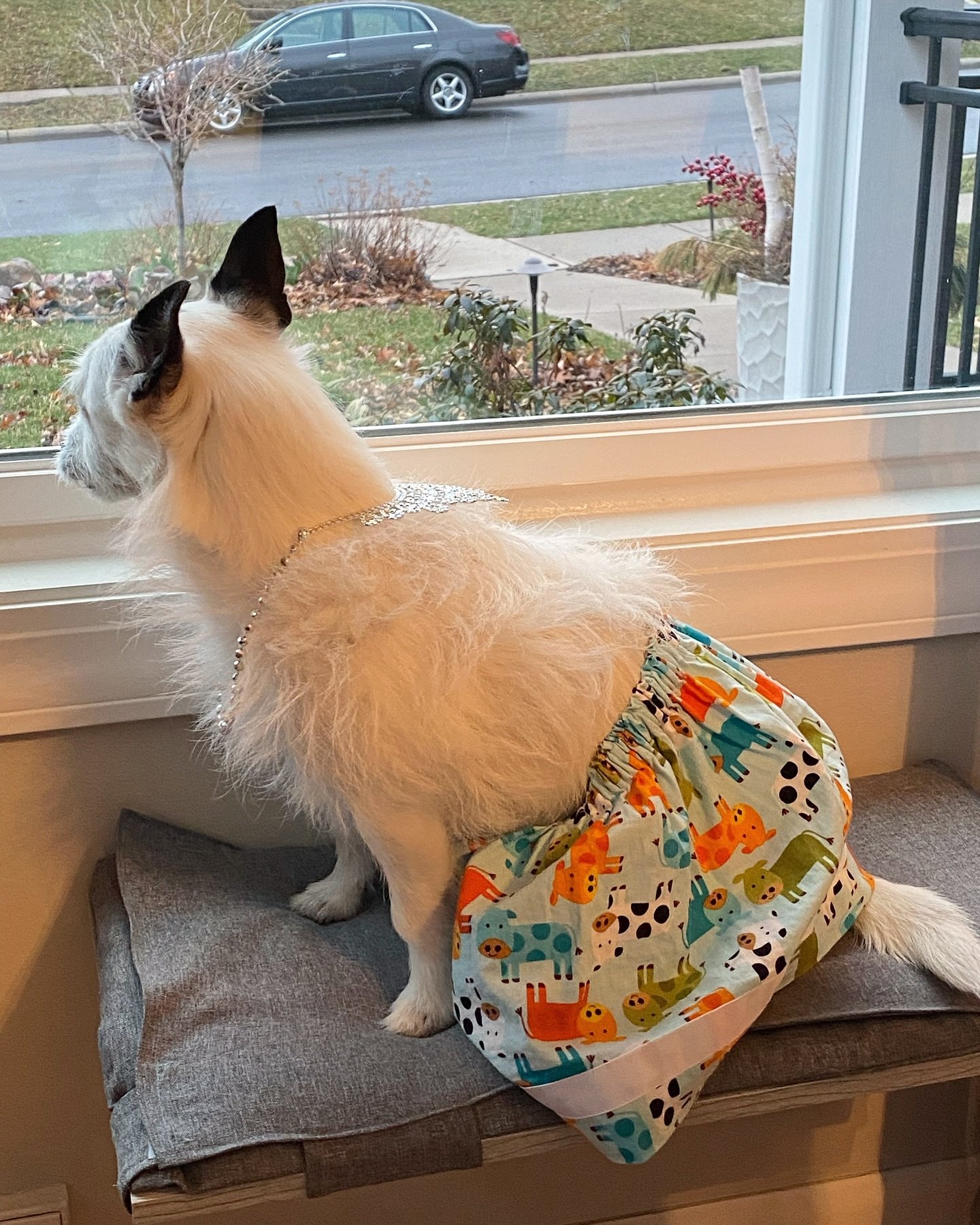 Sofia gave Tolita a glow up this morning with a skirt and necklace. What do you think?
. 
.
.
.
#TolitasWorld #RescueDog #DogsOfInstagram #Dog #JackRussell #JackRussellTerrier #glowup #dogglowup #makeover