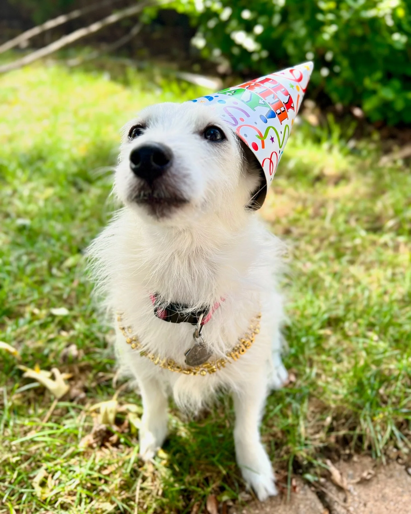 Happy 11 year old birthday to the bestest girl, our Tolita! We love this doggie so much and it&rsquo;s been a joy to share her story with our book, &ldquo;Tolita: The Best Bad Dog.&rdquo; Thank you to everyone for helping us spread the word how every