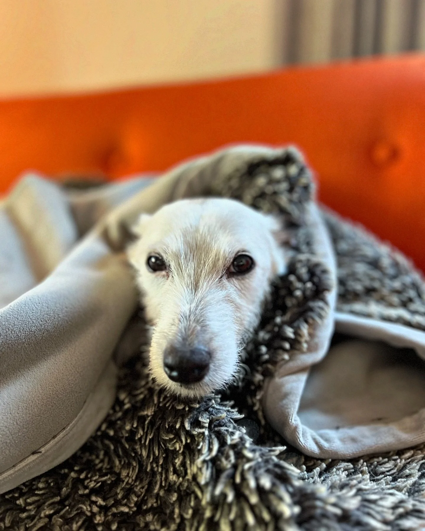 Waking up to 35F weather in Minnesota. It&rsquo;s officially cozy season for this pup. 
&bull;
&bull;
&bull;
#tolitathebestbaddog #tolitathedog #jackrussell #jackrussellterrier #cozydog