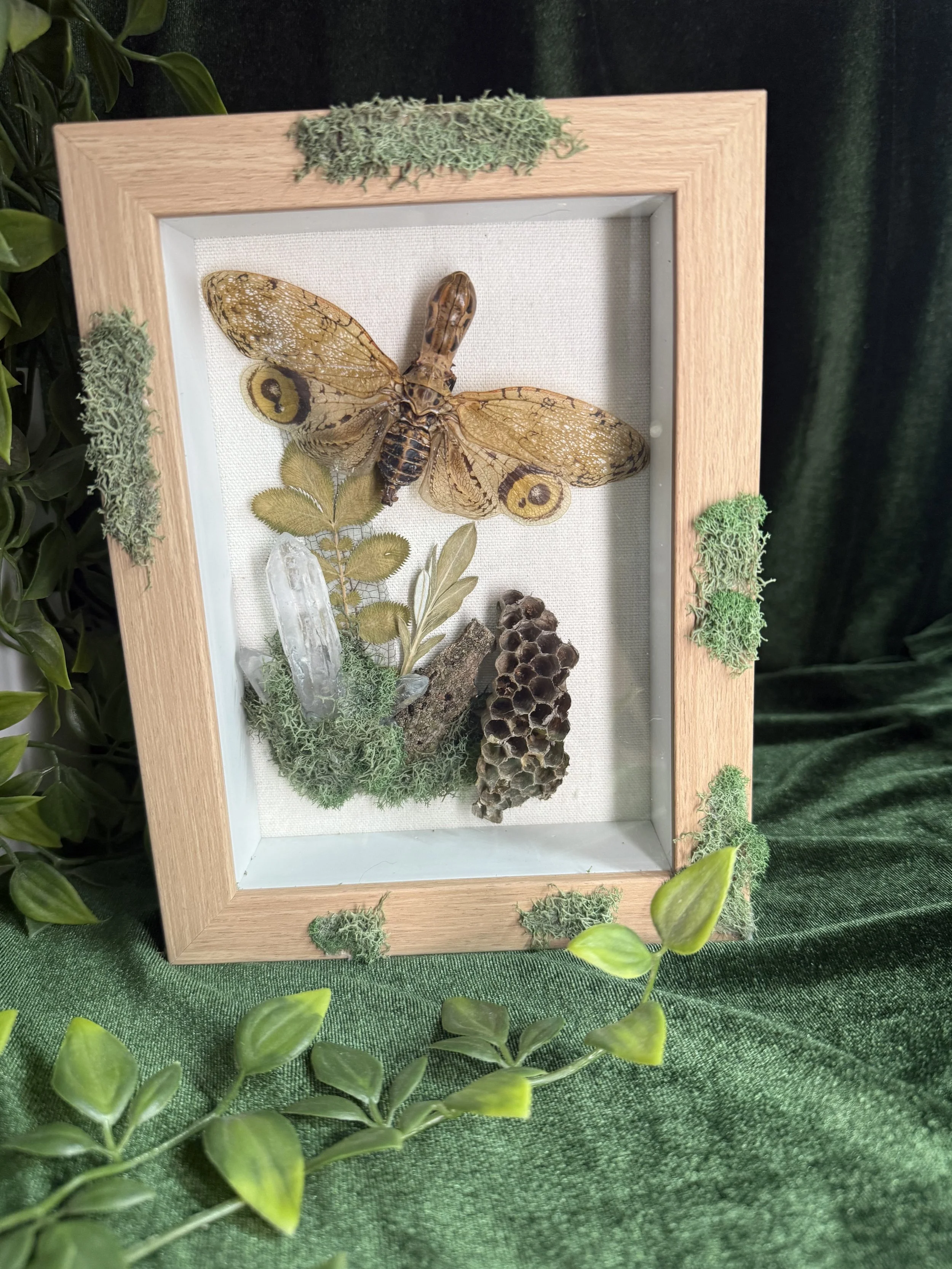 Alligator lantern, fly with dried wasp nest, and quartz