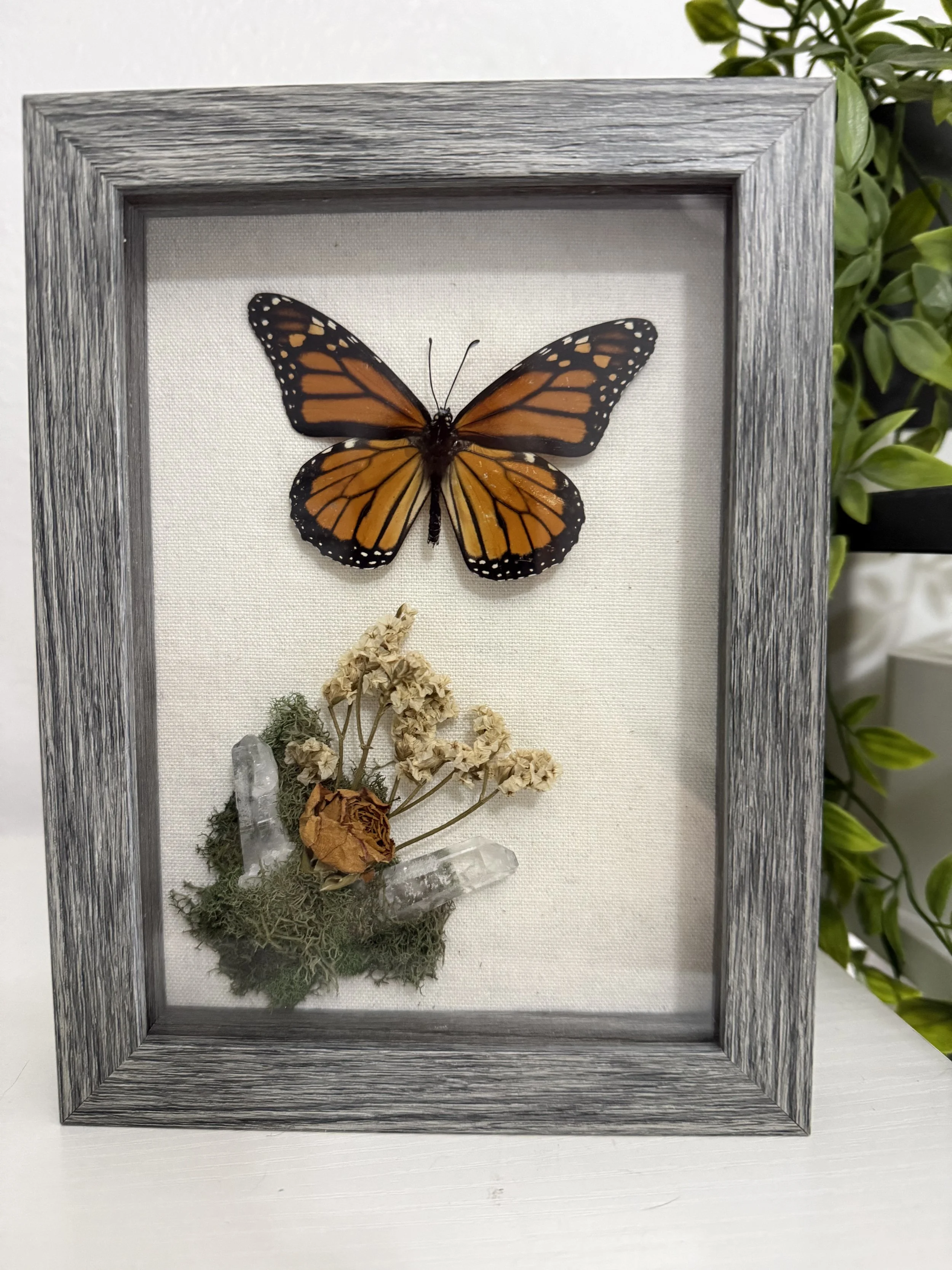 Monarch with dried rose in quartz