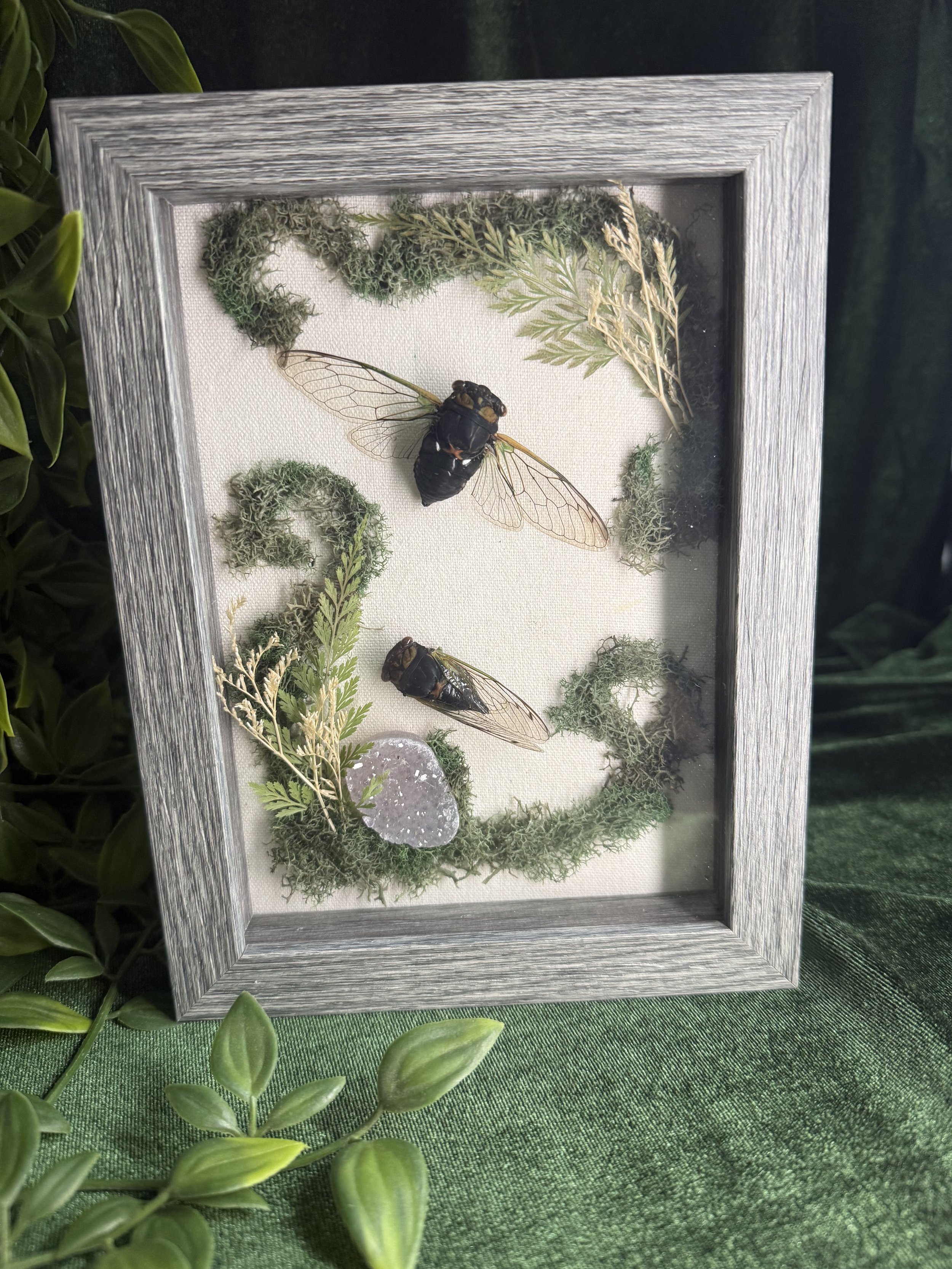 Mossy cicadas with amethyst