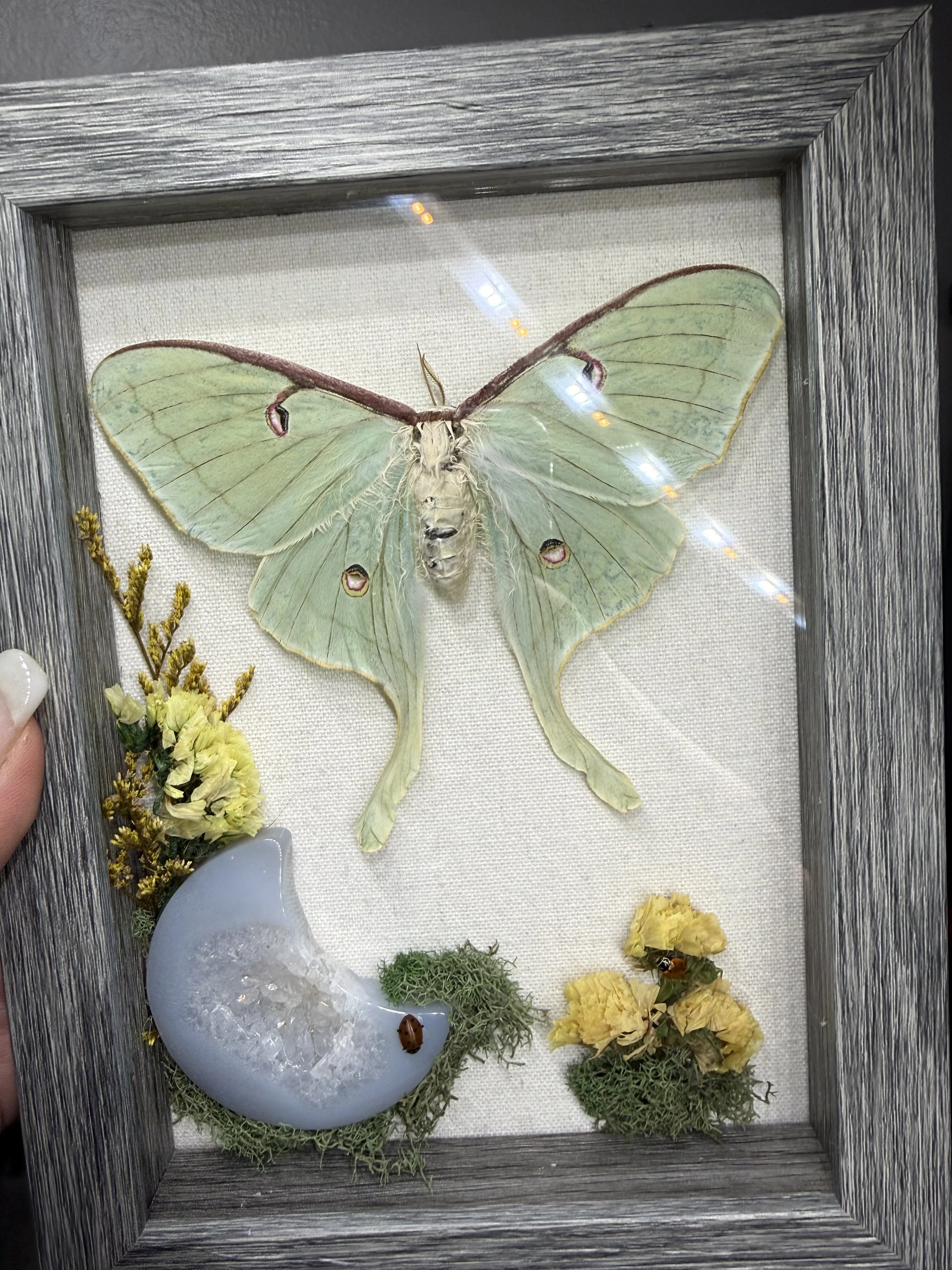 Luna moth with ladybugs