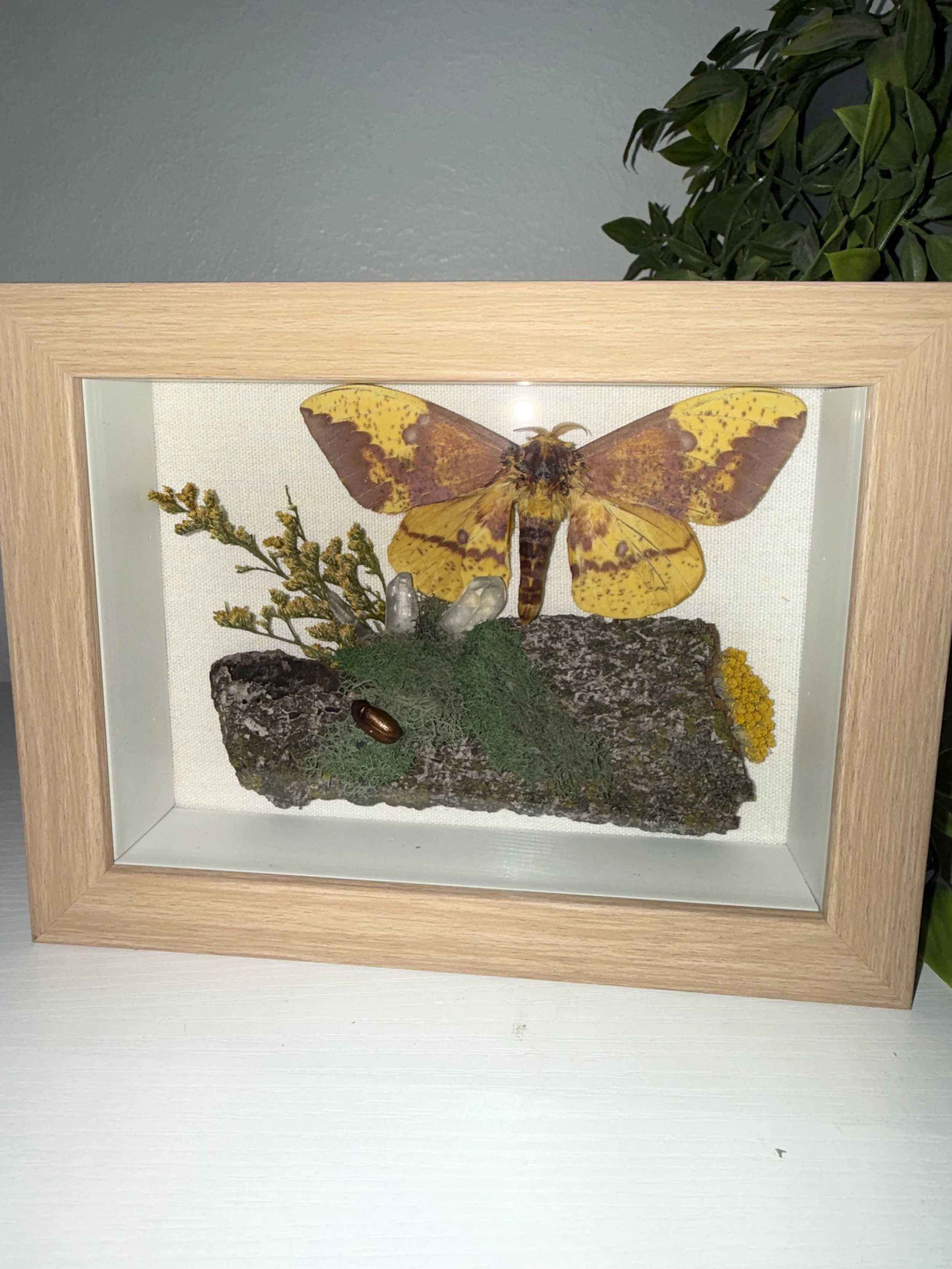 Imperial moth with June bug friend