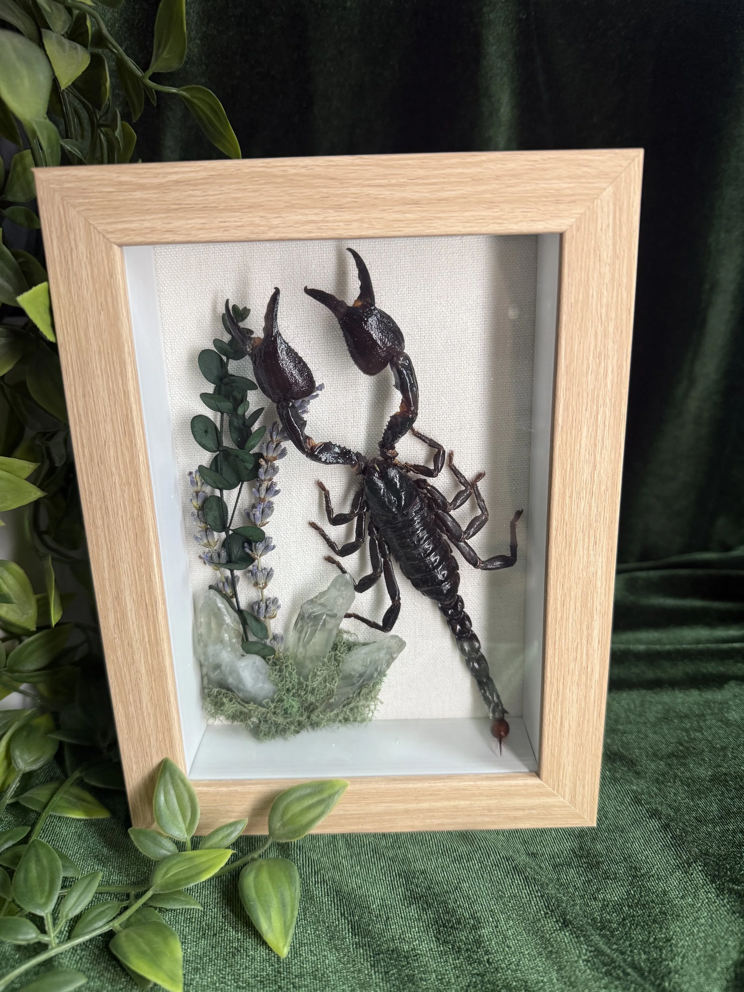Giant Asian scorpion with natural green amethyst