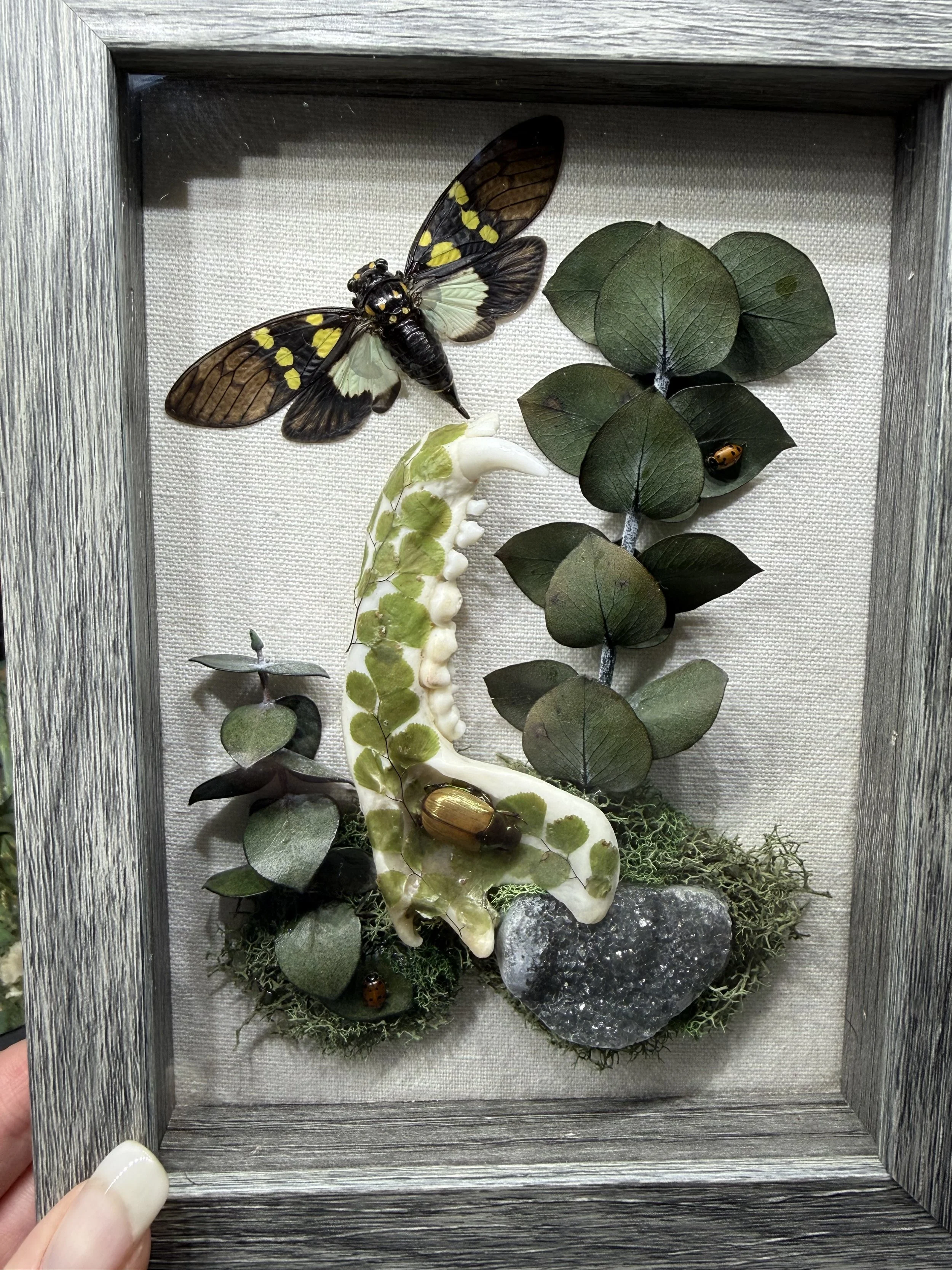 Tropical cicada w fern jaw