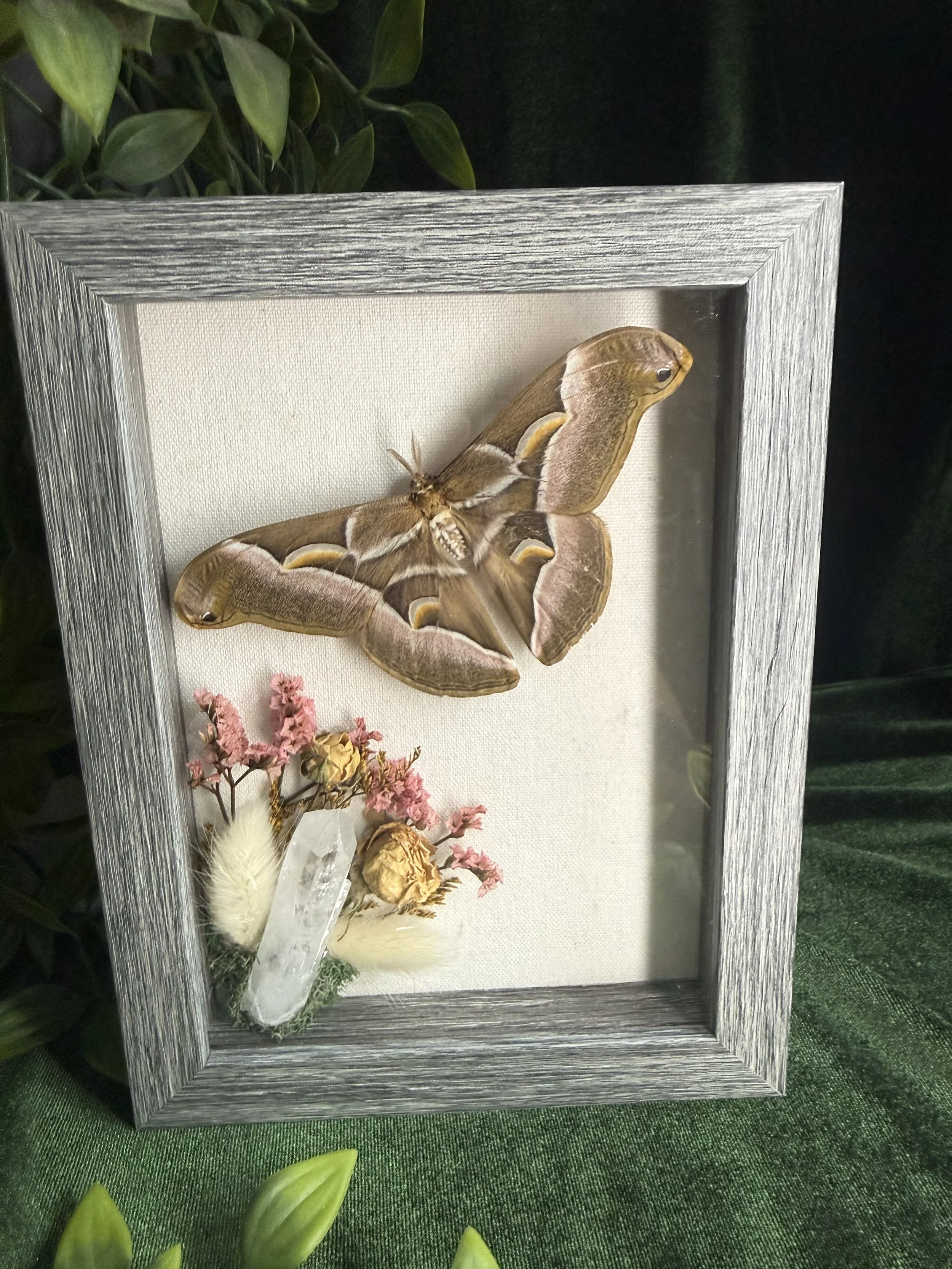 Cynthia moth with quartz