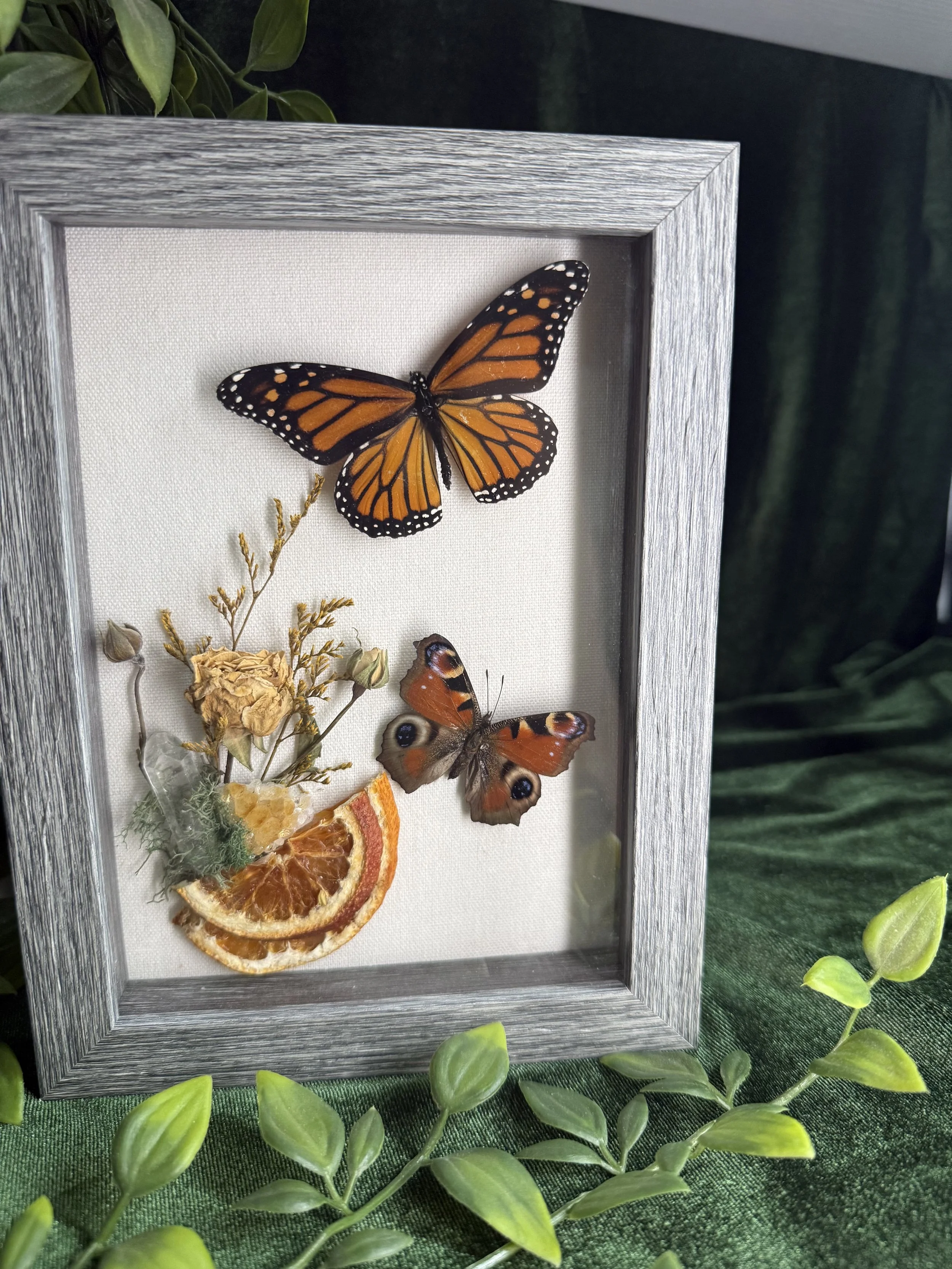 Monarch  butterfly, peacock butterfly, yellow amethyst, quartz dried fruit