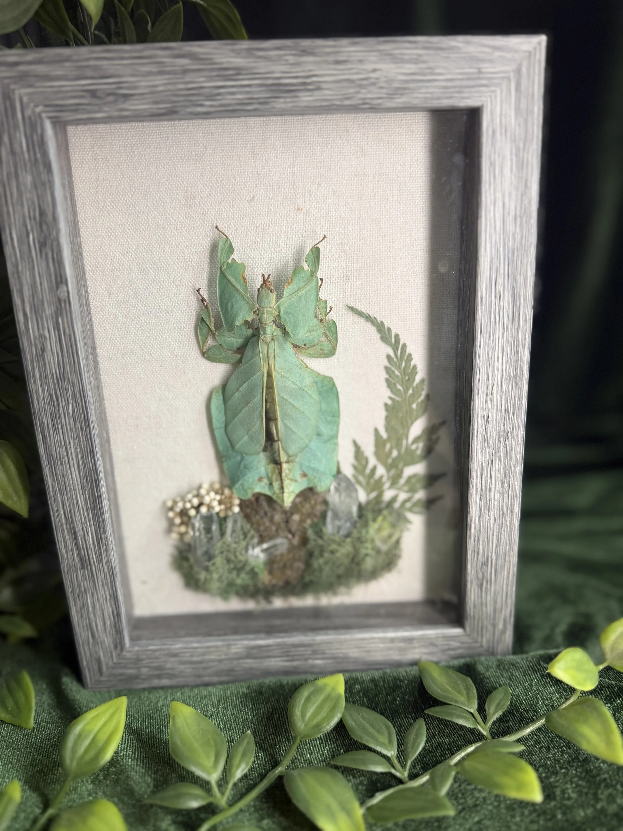 Leaf mantis and quartz with fern