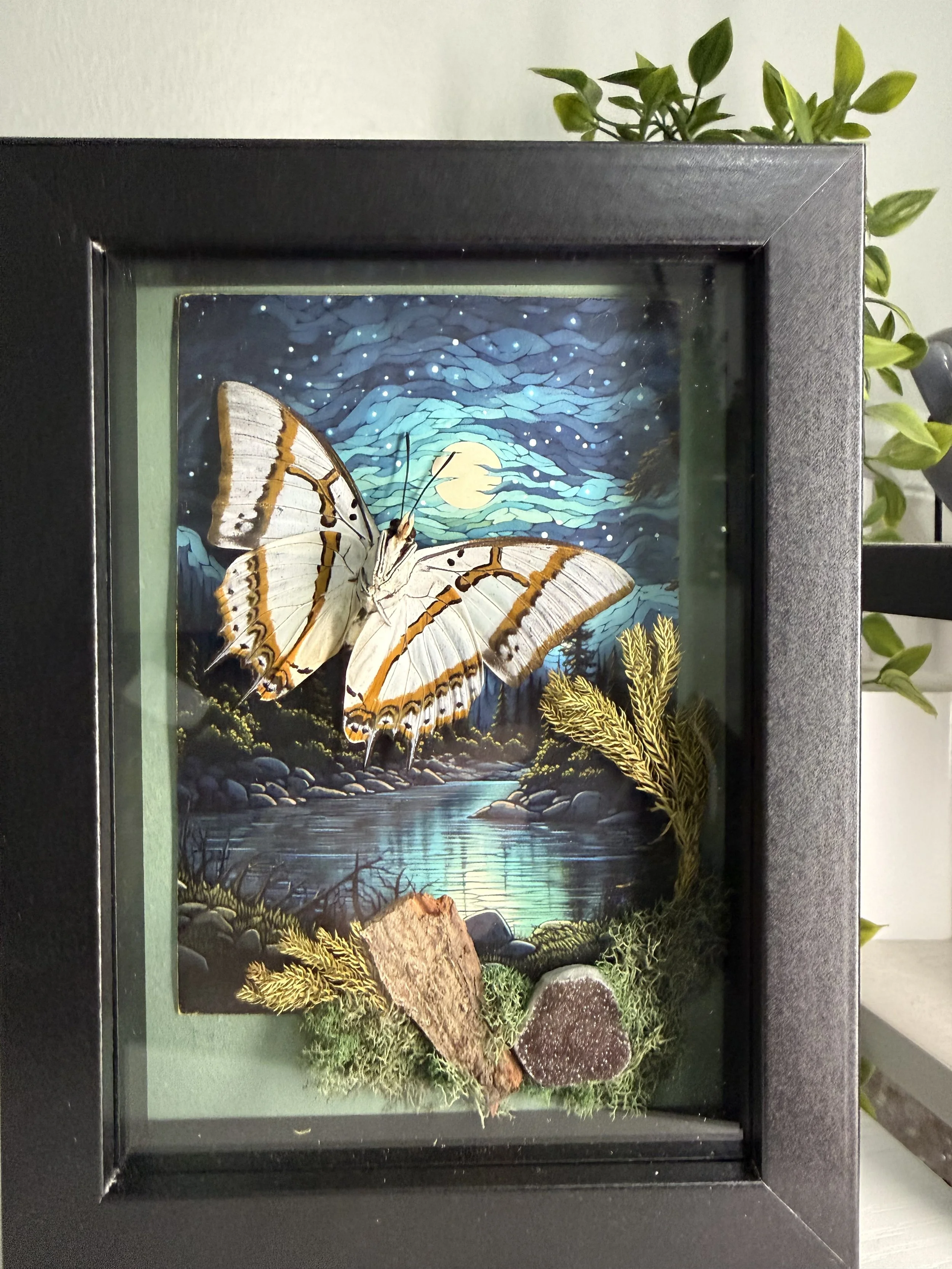 Pearl nawab butterfly