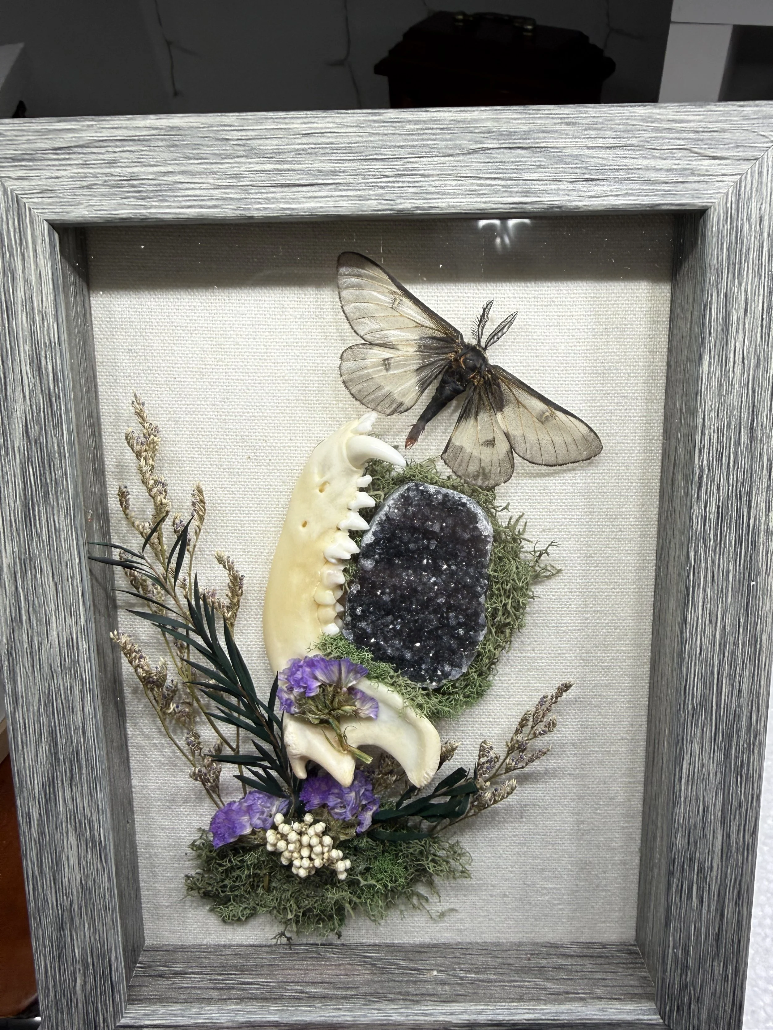 Black Saturn moth with raccoon jaw