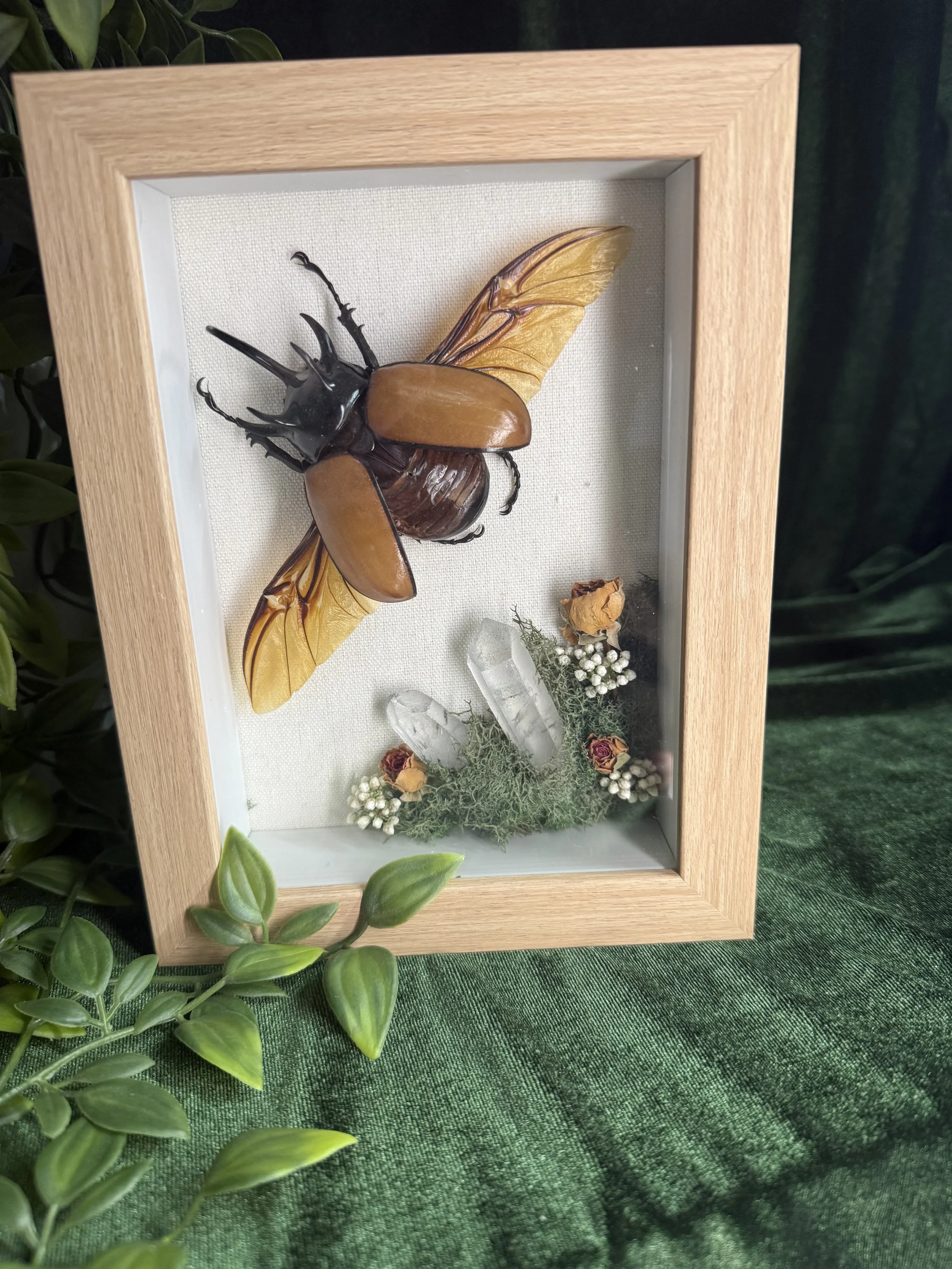 Five horn rhinoceros  beetle, quartz, and dried roses