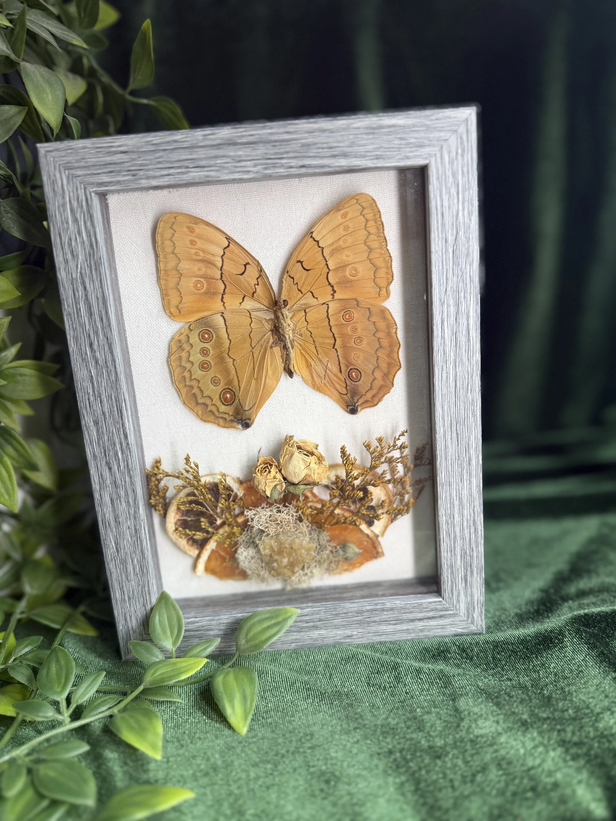 Stichophthalma howqua butterfly with yellow amethyst and dried orange
