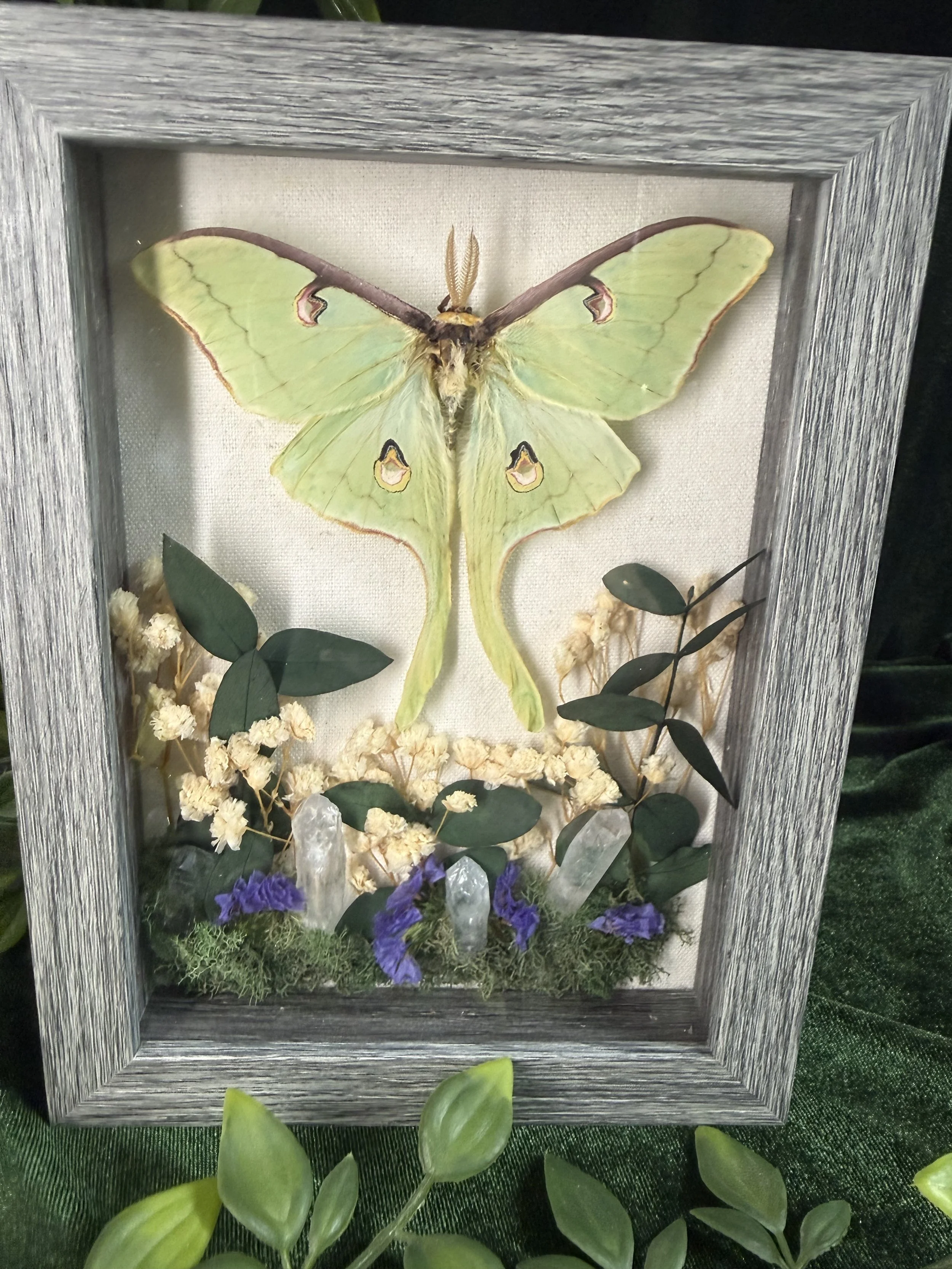 Luna moth garden