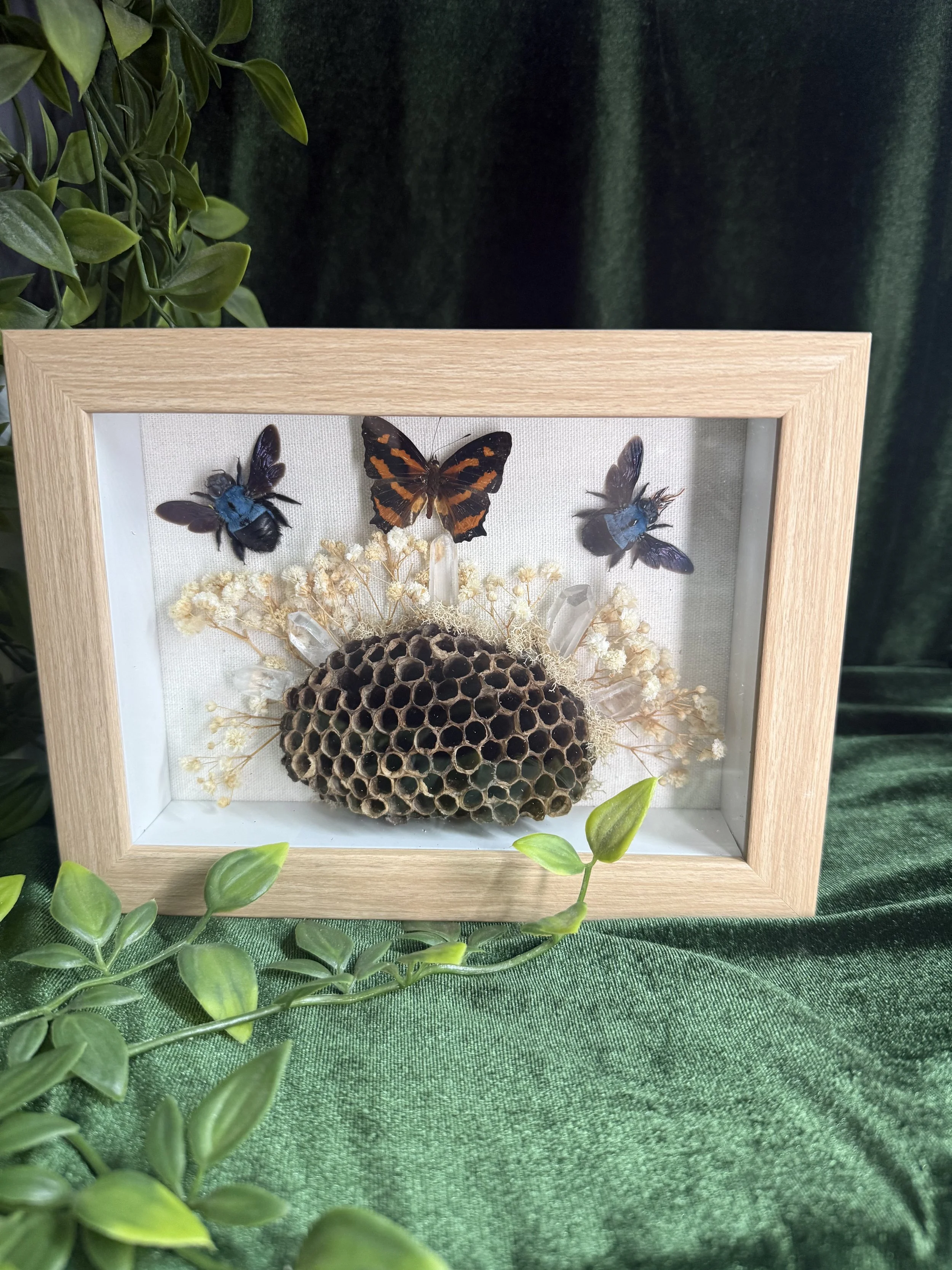 Blue carpenter bees, jester butterfly with dried wasp nest and quartz