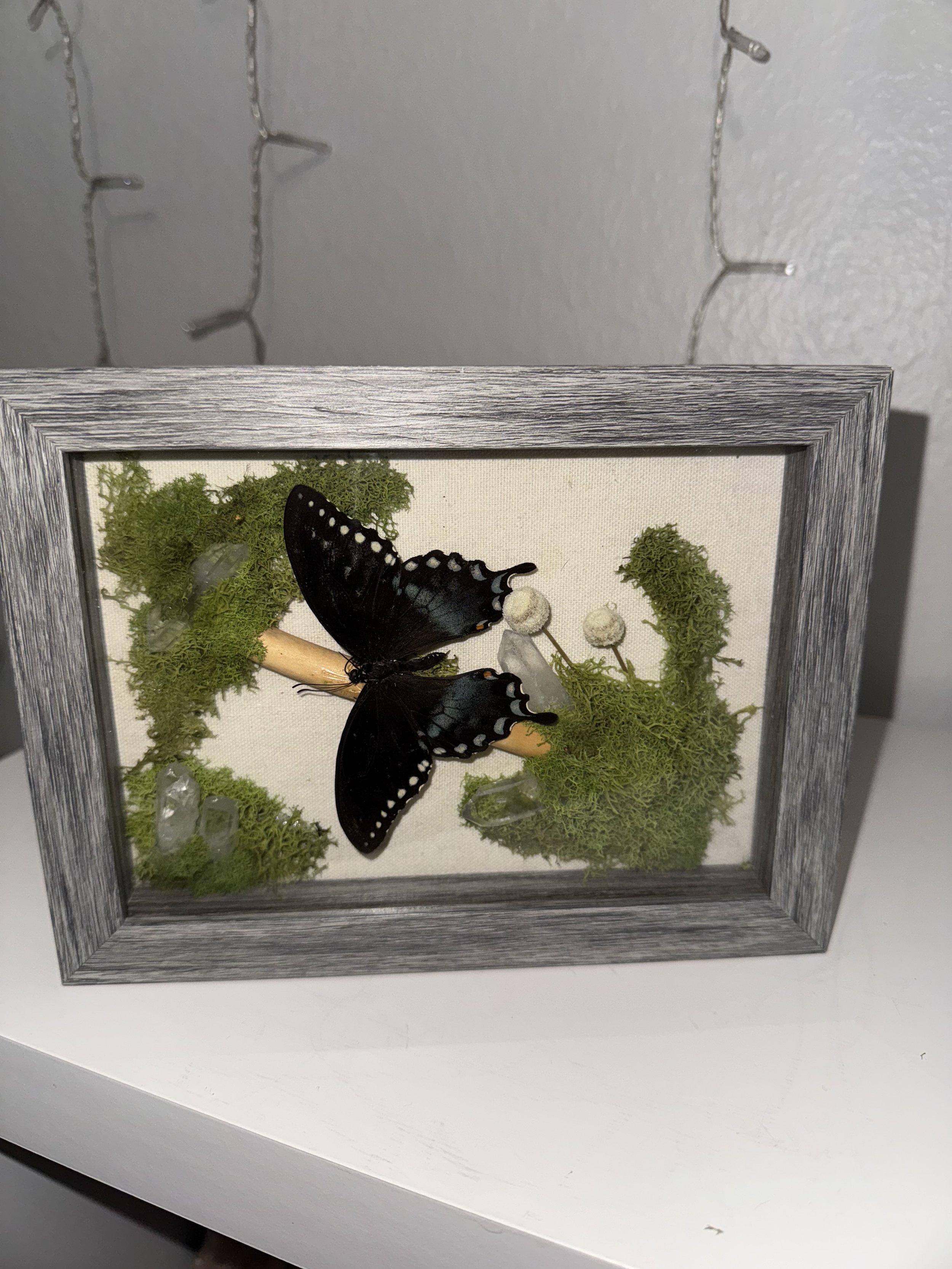 Butterfly on drift wood