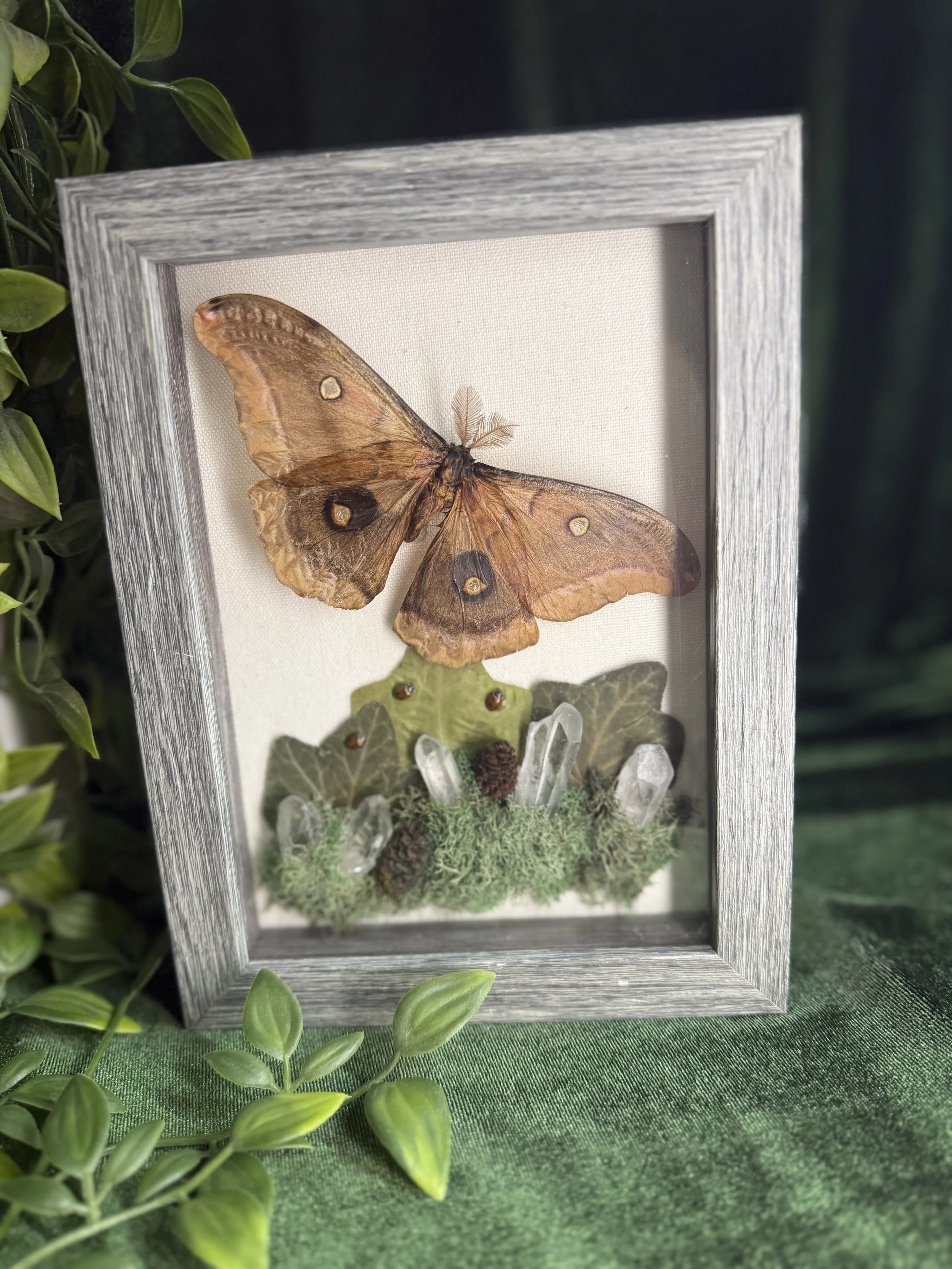Polyphemus moth with ladybugs and quartz