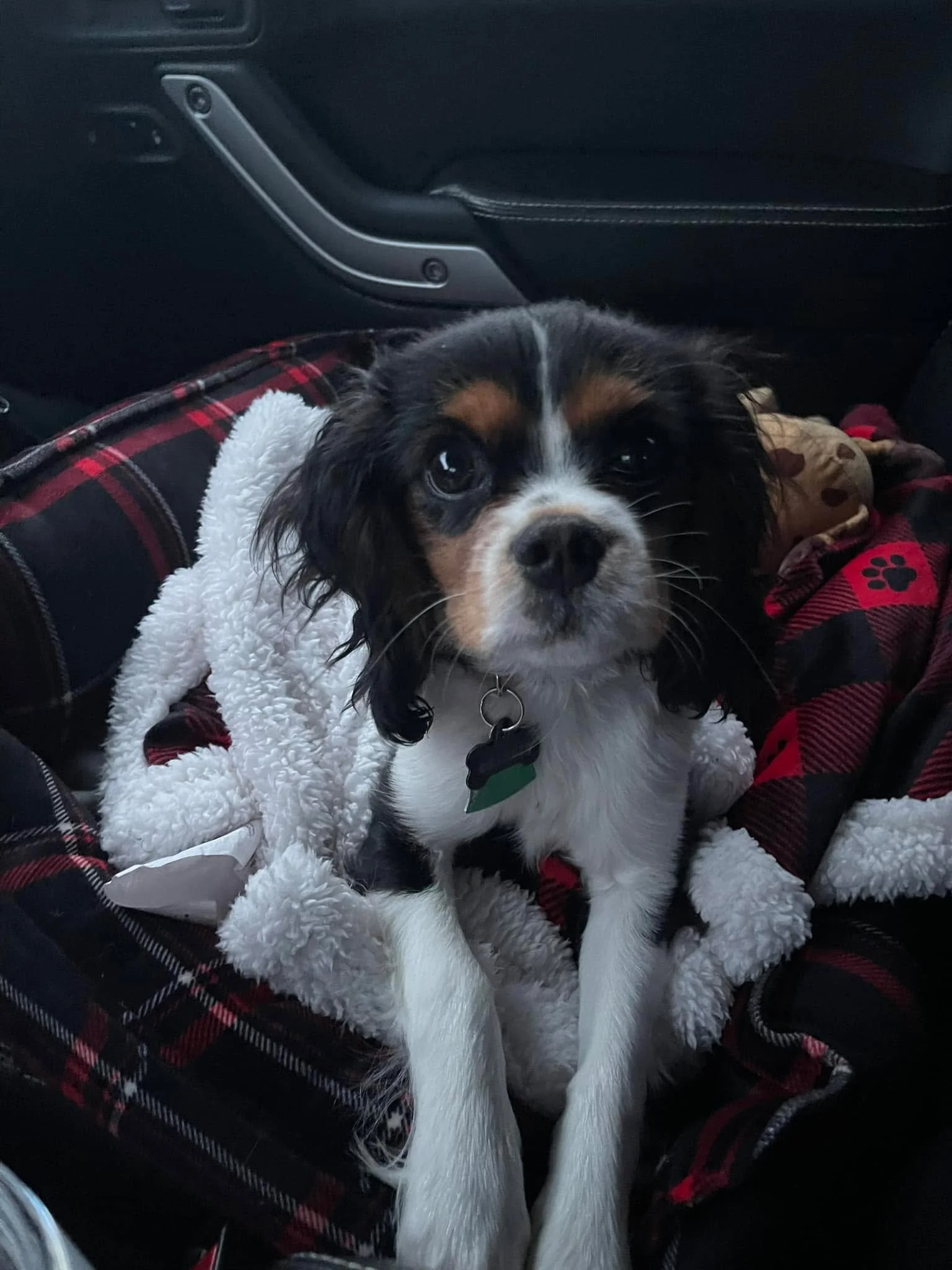 Charlie is ready to get off-road! Let&rsquo;s go have some fun!!! 

#charliethejeepdog #kingcharlescavalier #offroadfriend #dogsoffb #offroadsyndicatenetwork #offroadsyndicate #offroading #rideordie #senditsunday #happyallthetime #jeepwrangler