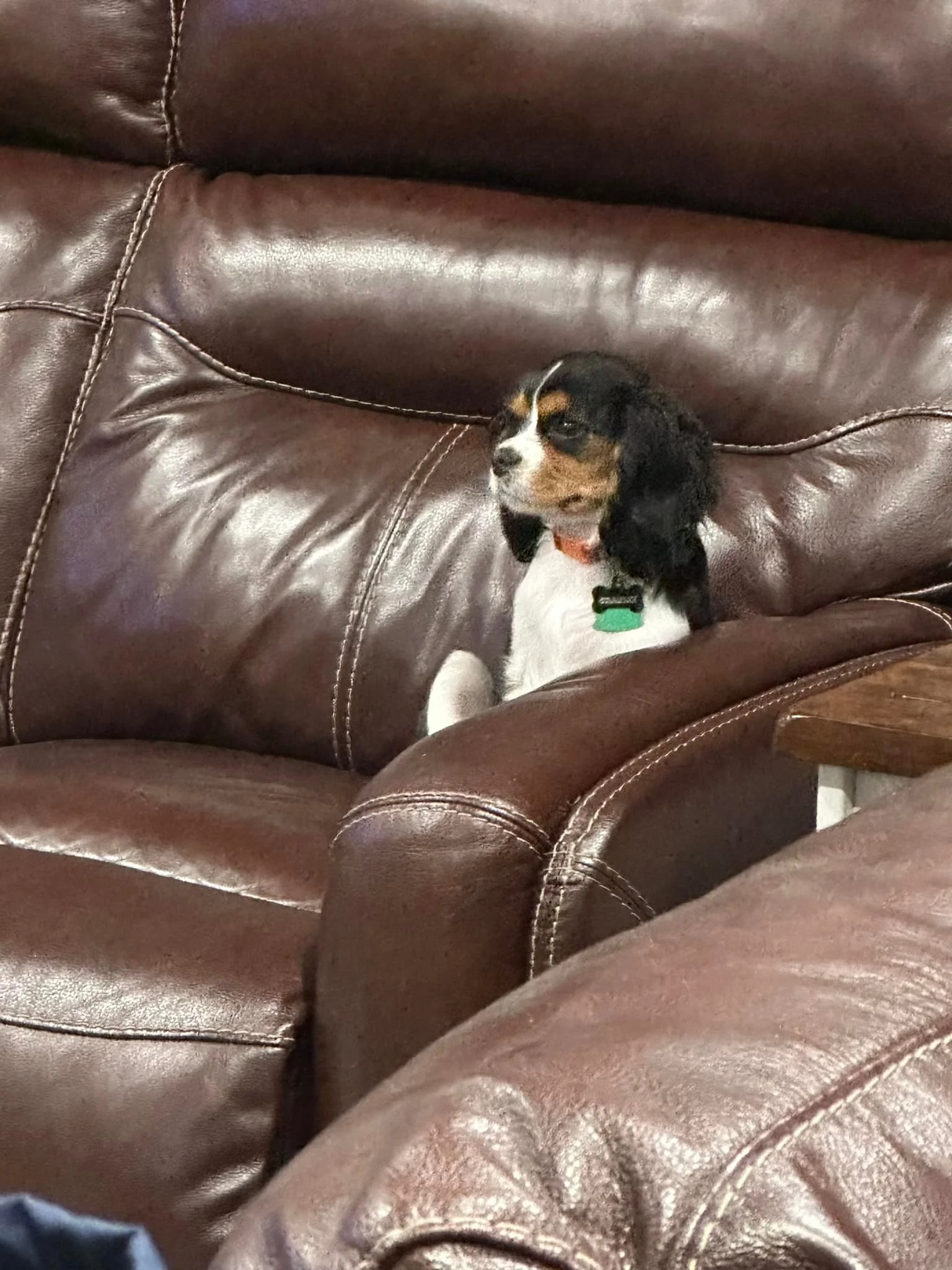 Well we have a couch jumper! Charlie has finally figured out how to jump on the couch without assistance. I couldn&rsquo;t find him anywhere and came into the living room to find him kicked back watching TV. When I finally got his attention, you can 