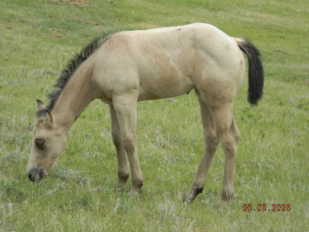 AQHA 2026 Oaks Sassy Tango