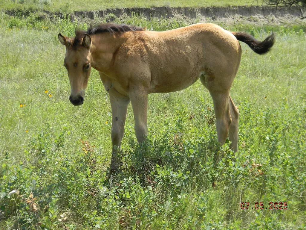 AQHA 2025 Magic