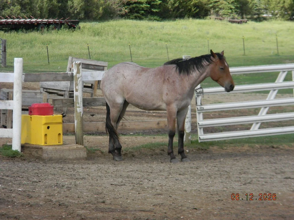 APHA 2024 gelding Oaks Sandy Lomax