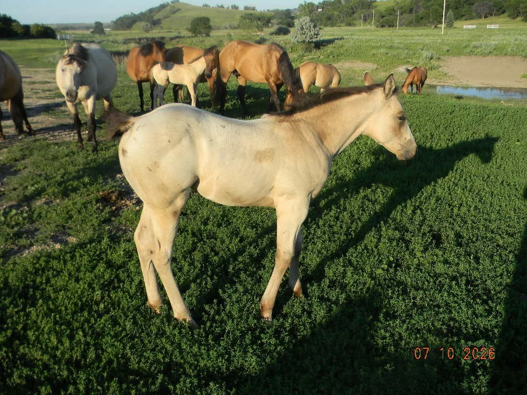 APHA 2026 Oaks Pansy Spice