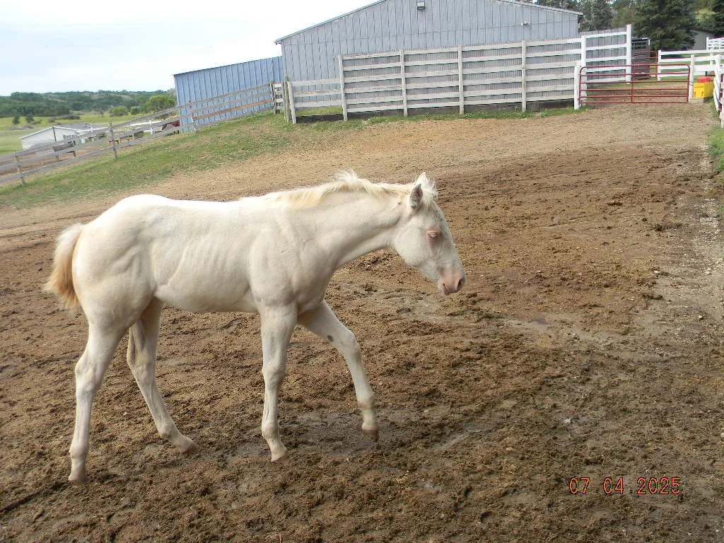 AQHA 2025 Pella